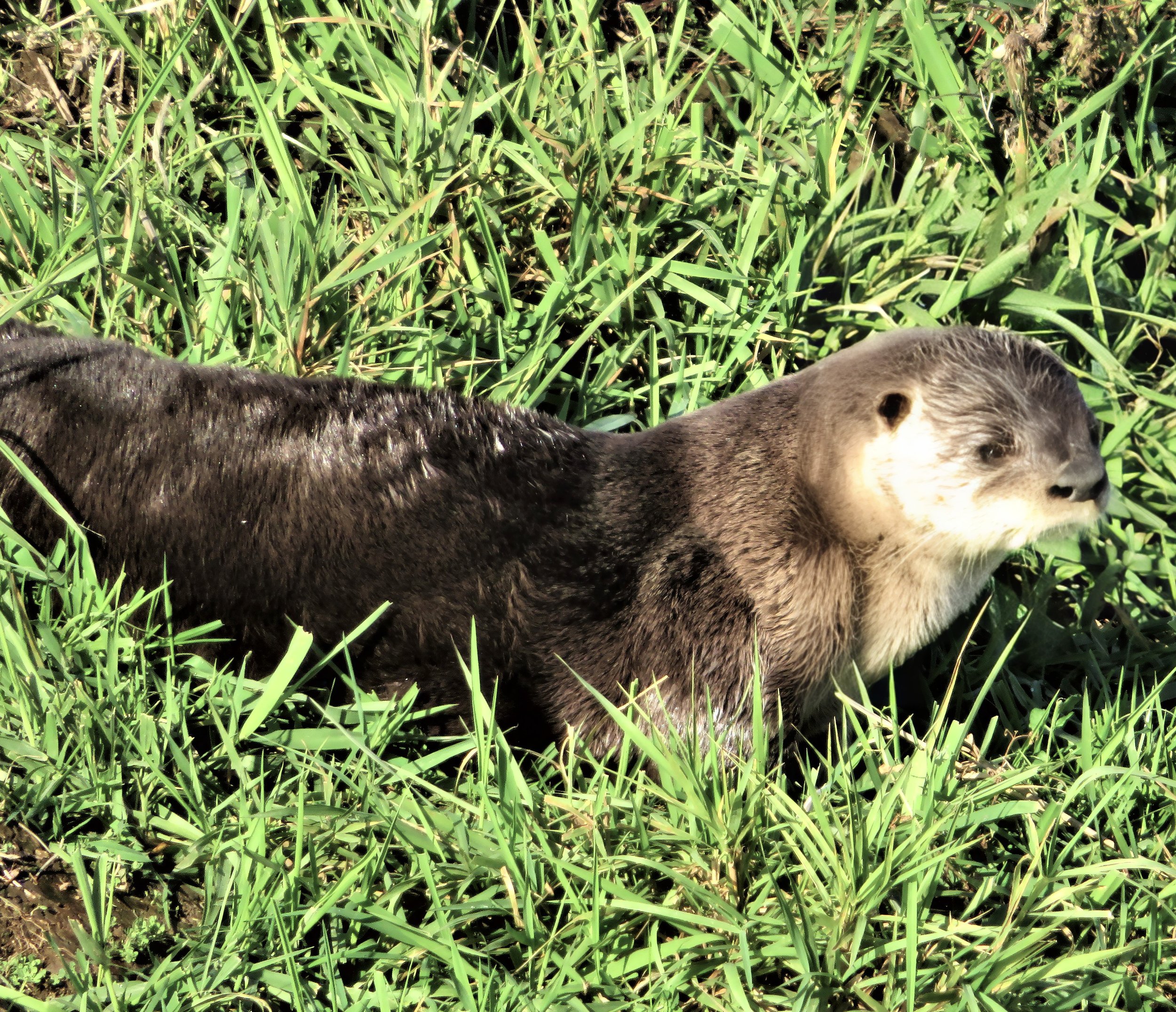 Otter