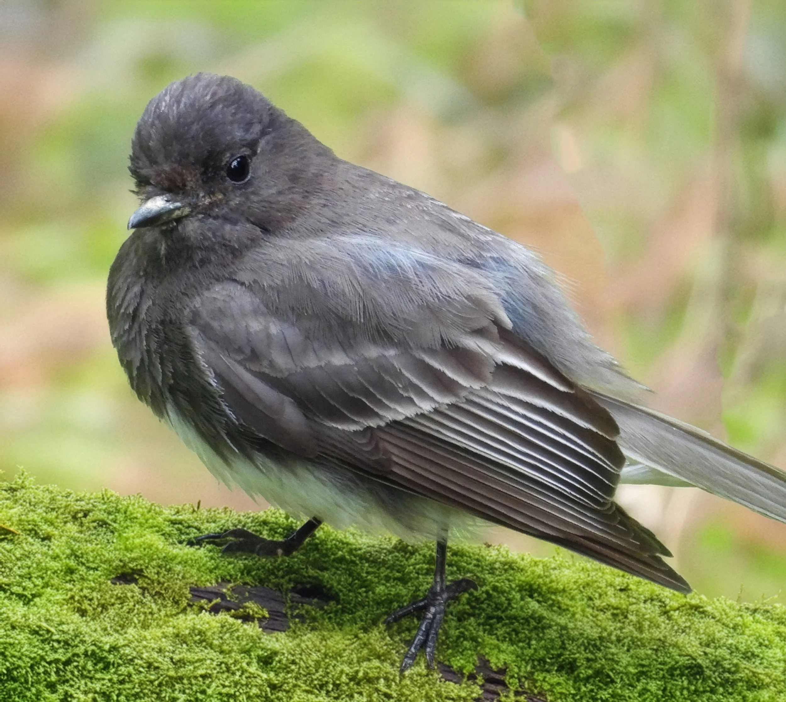 Black Phoebe