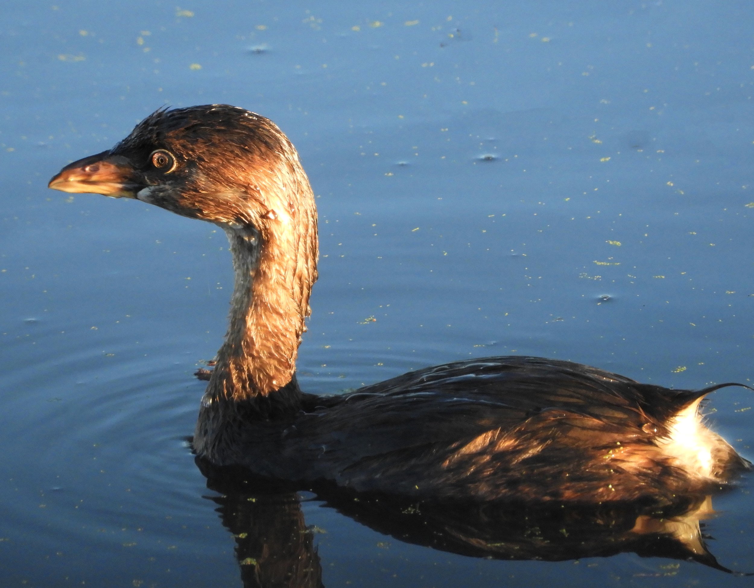 Pied-Billed Grebe