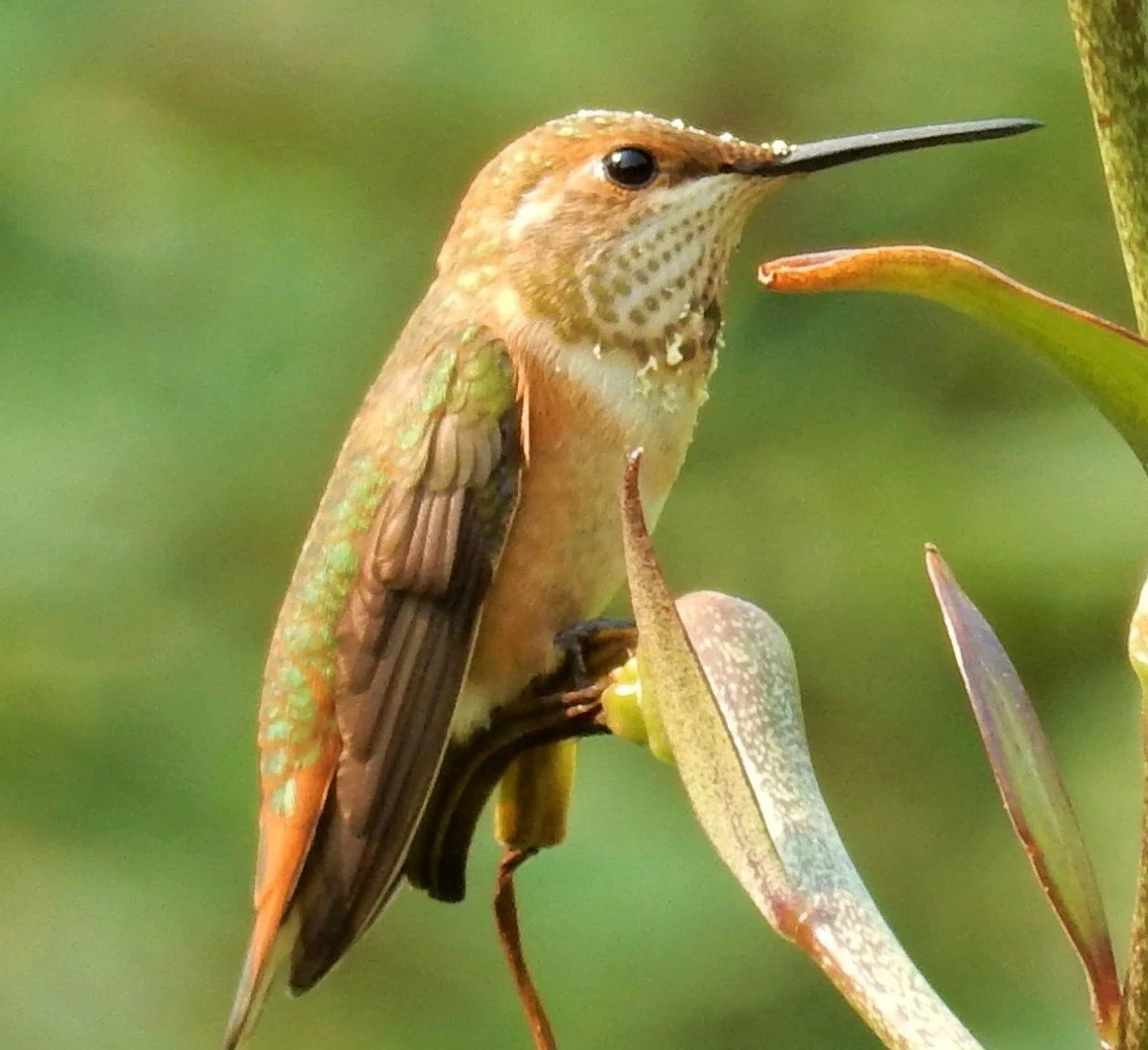 Hummingbird