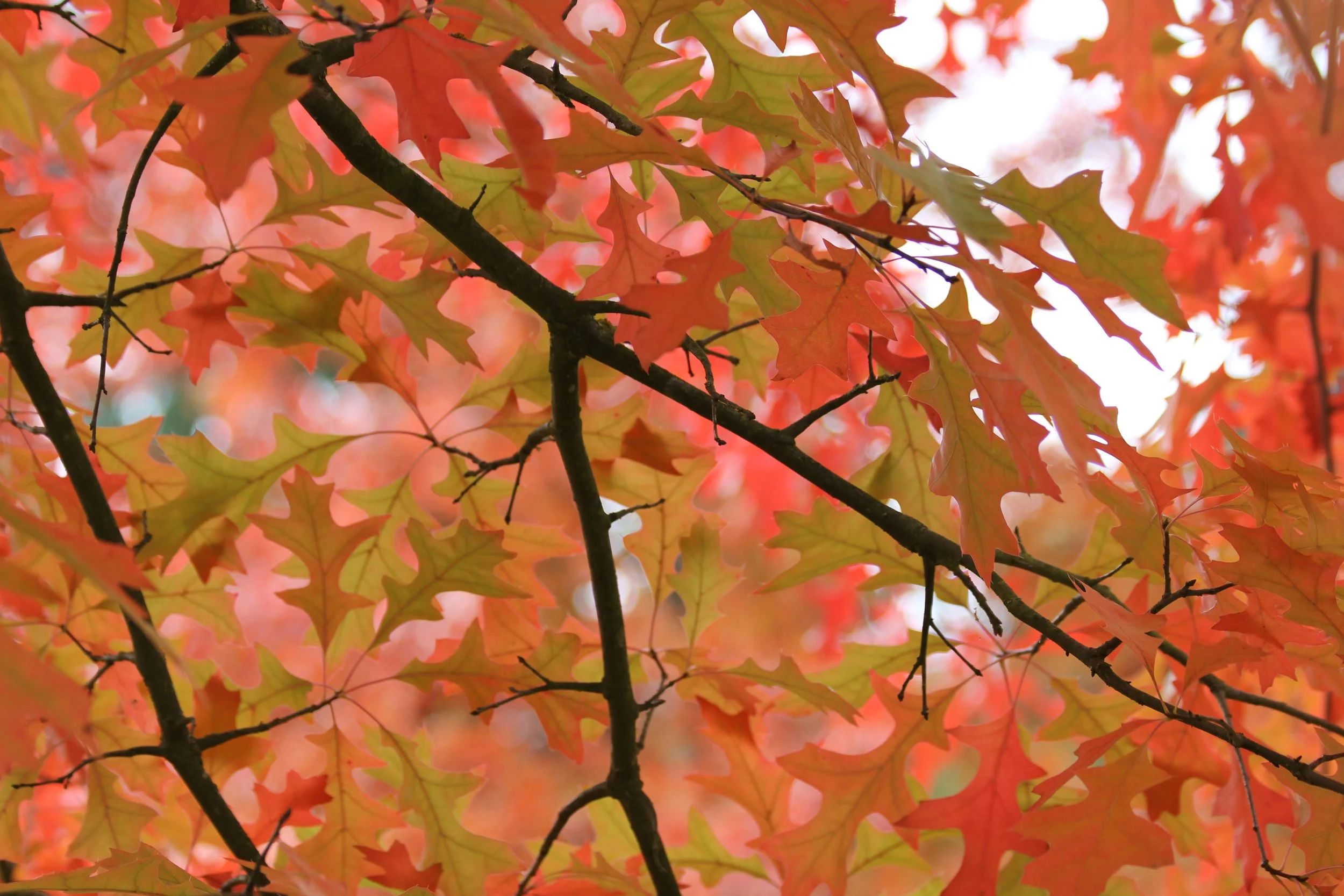 Oak Tree