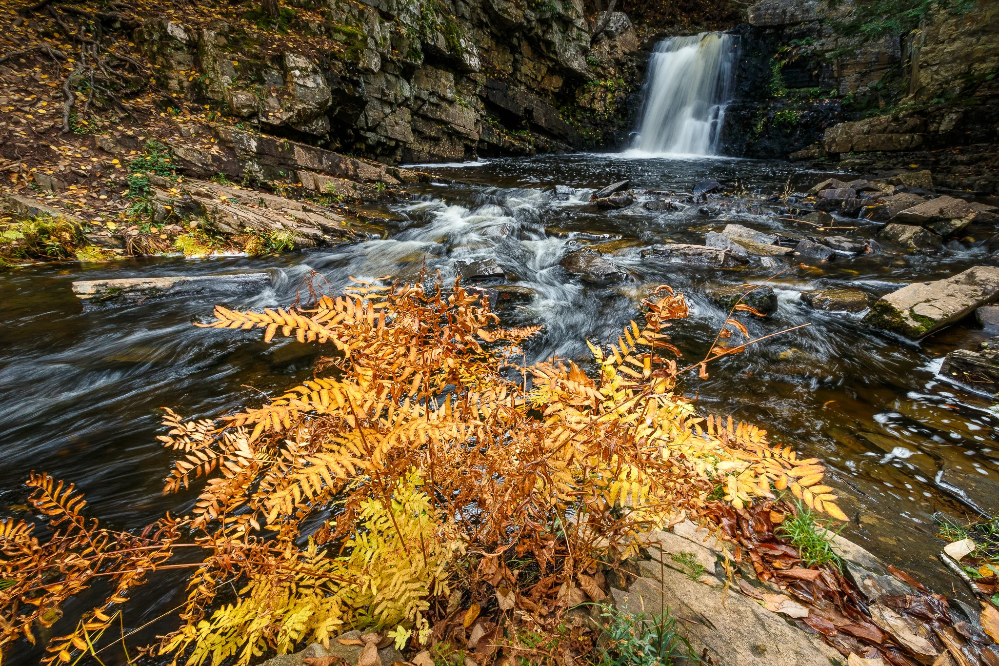 Ettinger Falls with Fall Plant.