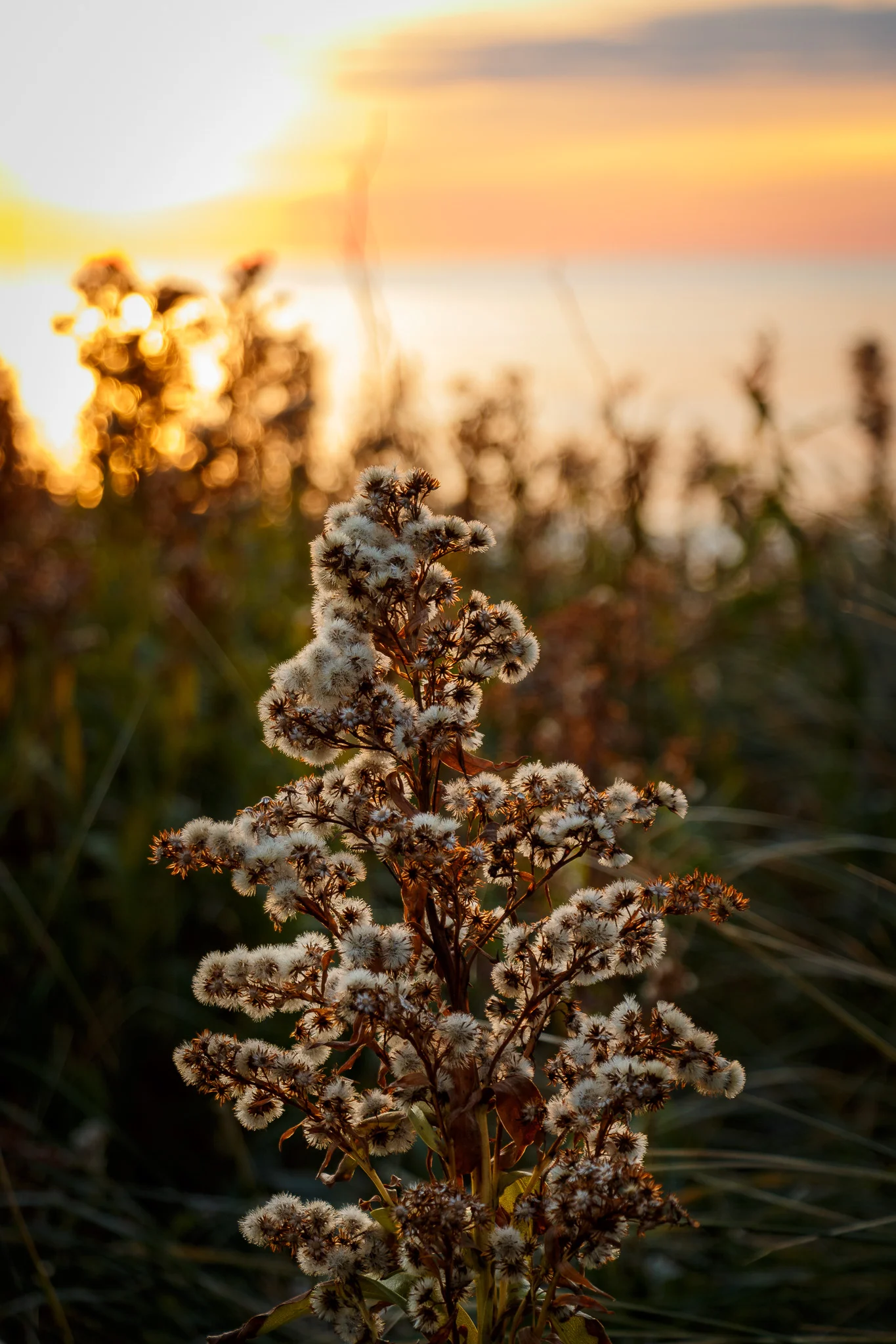 Weed on Conrads Beach