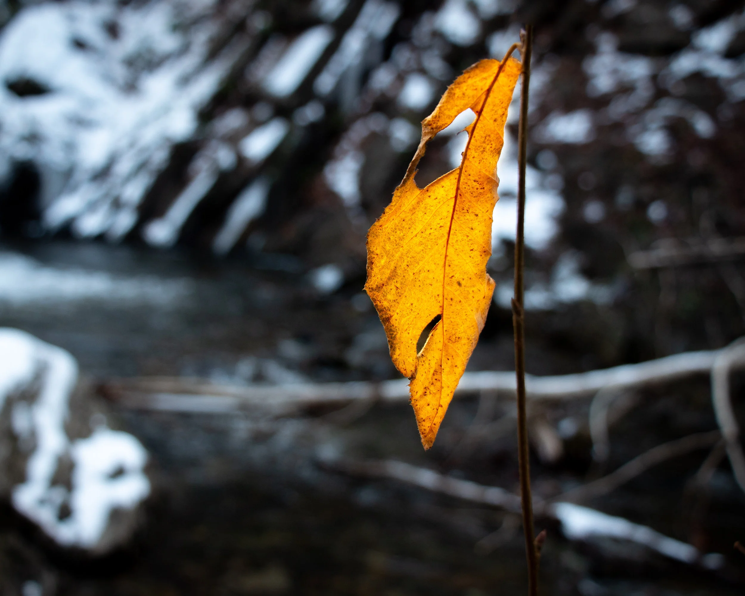 Fall Leaf at Moores Falls