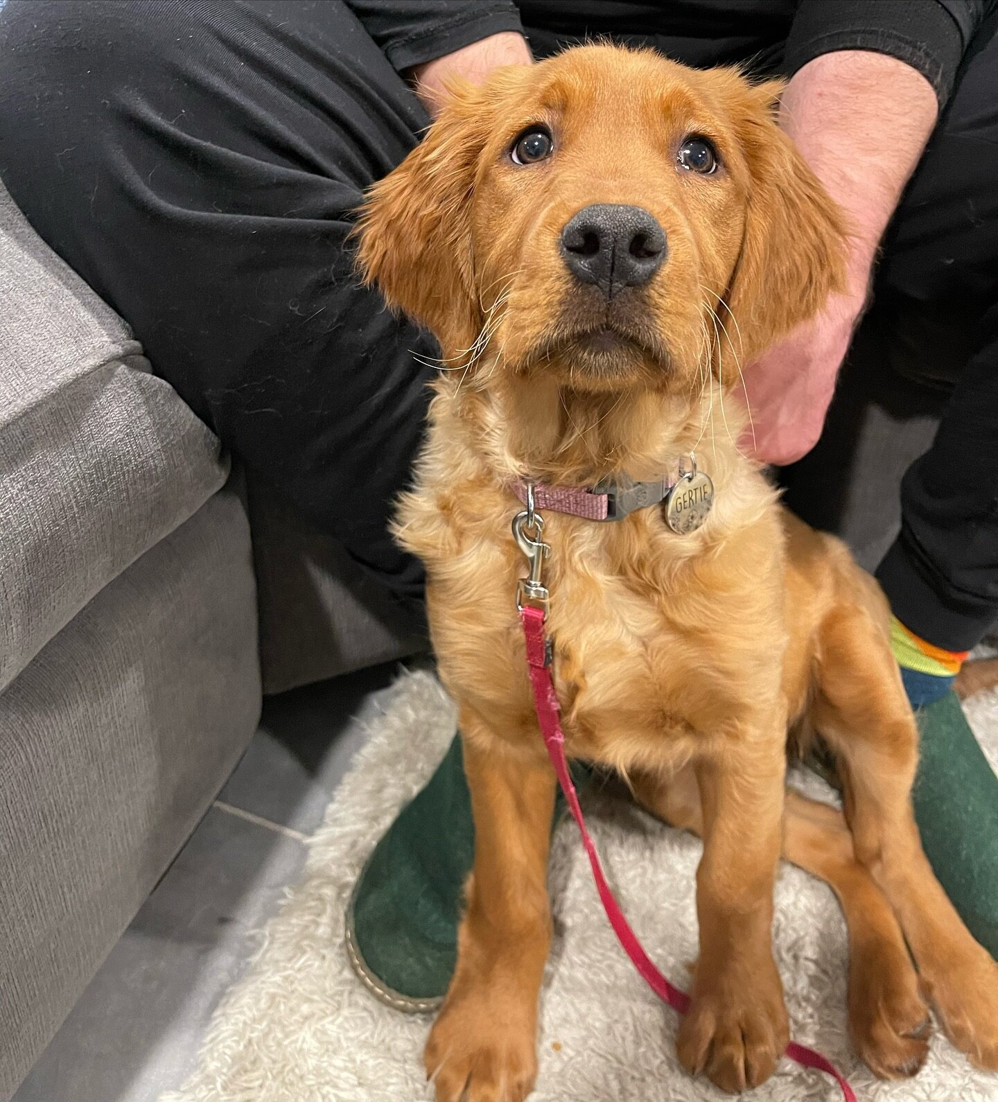 Meet the newest addition to JC goldens - little miss Gertie🐾 she&rsquo;s working with our trainer Chloe on relaxation, leash manners and overall listening skills. Such a great girl!
#hoboken #jerseycity #dogsofjerseycity #hobokendogs #goldenpuppy #p