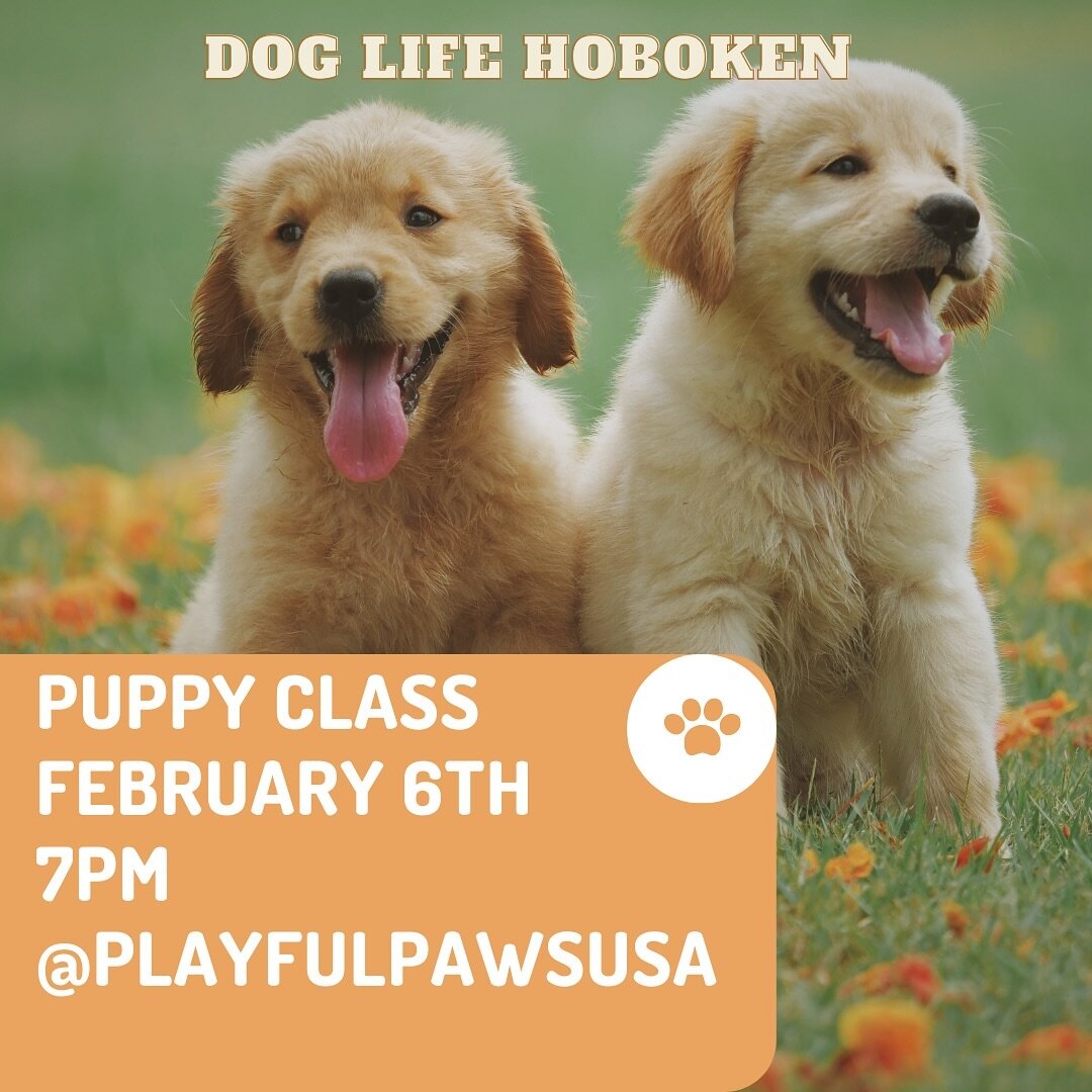 Next puppy class starts on February 6th! Message us to sign up 
#hoboken #jerseycity #jerseycitydogs #dogsofhoboken #puppyschool #puppyclass