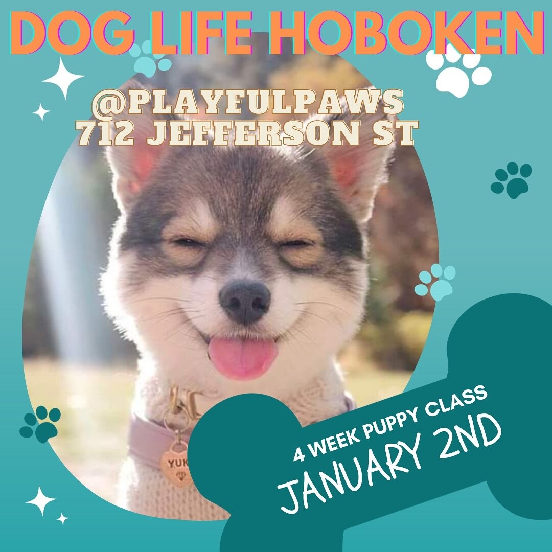 Start the New Year from the right paw! Sign up for our puppy class
#hoboken #jerseycity #hobokendogs #dogsofjerseycity #puppyschool #doglifehoboken #puppyclass