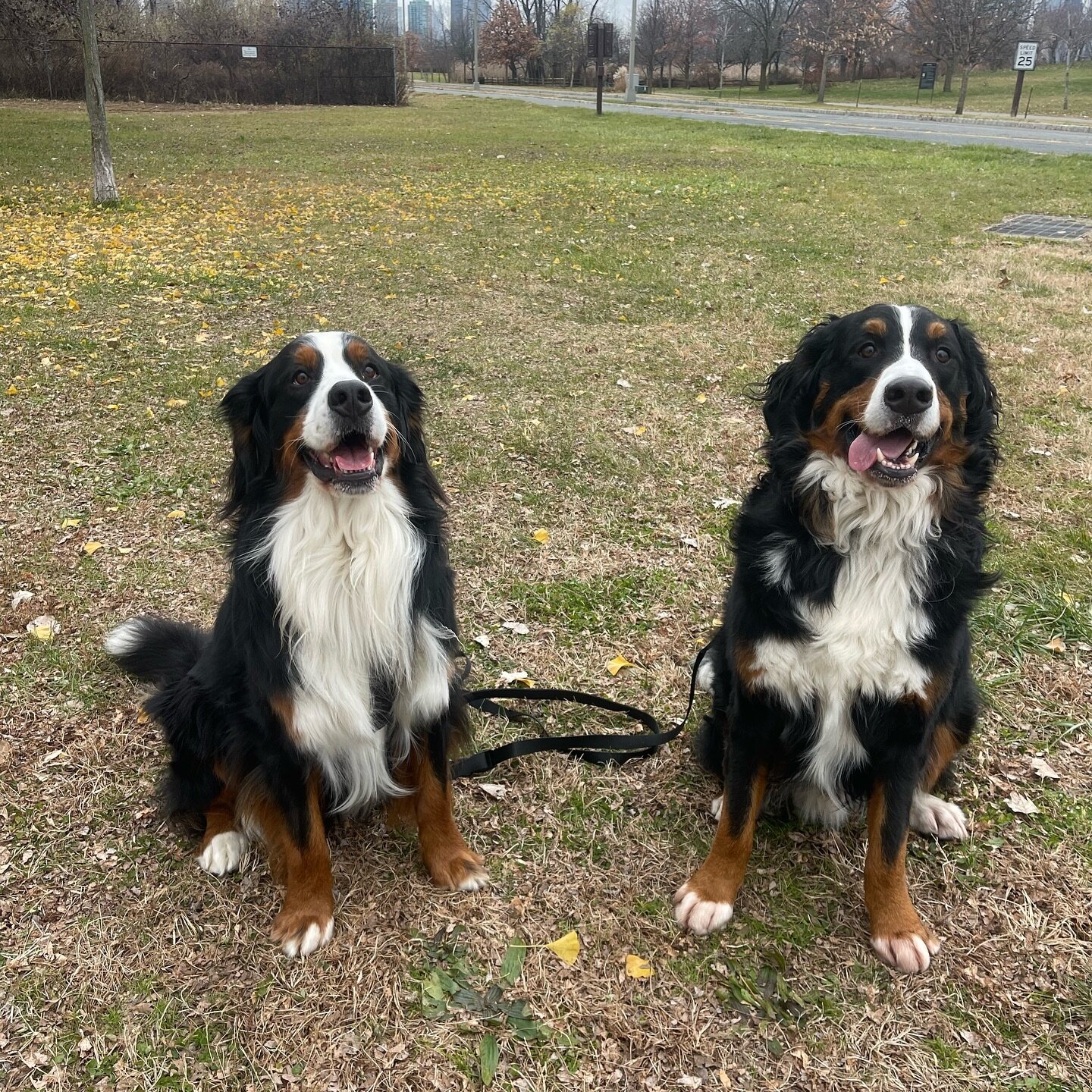 The BEARS Duncan and Spanky are both working hard on being the bestest big brothers ever! Heeling next to the stroller, relaxing on the mat and much more.
#hoboken #jerseycity #unioncity #bernesemountaindog #hobokendogs #dogsofhoboken #dogsofjerseyci