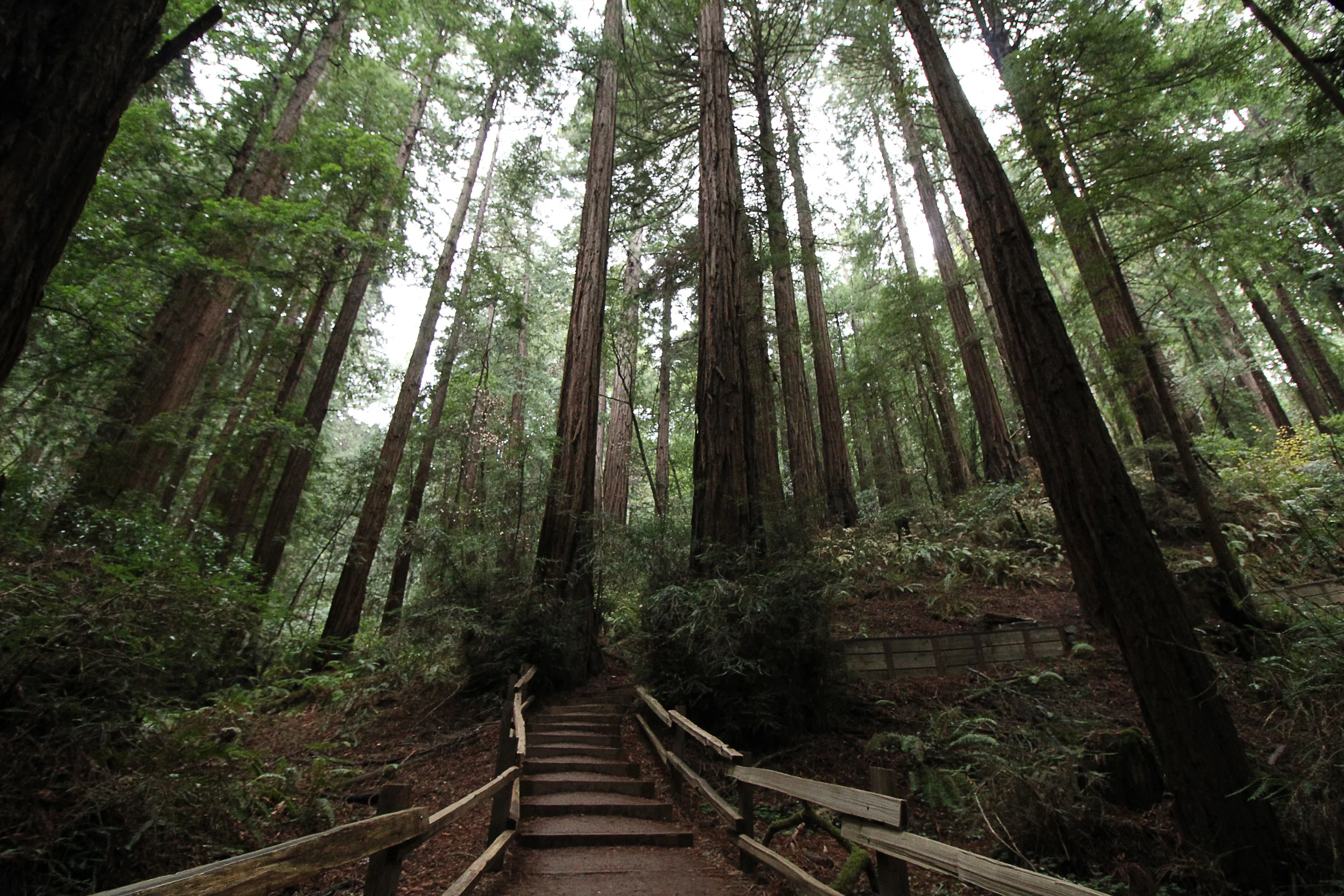 muirtrail2.jpg