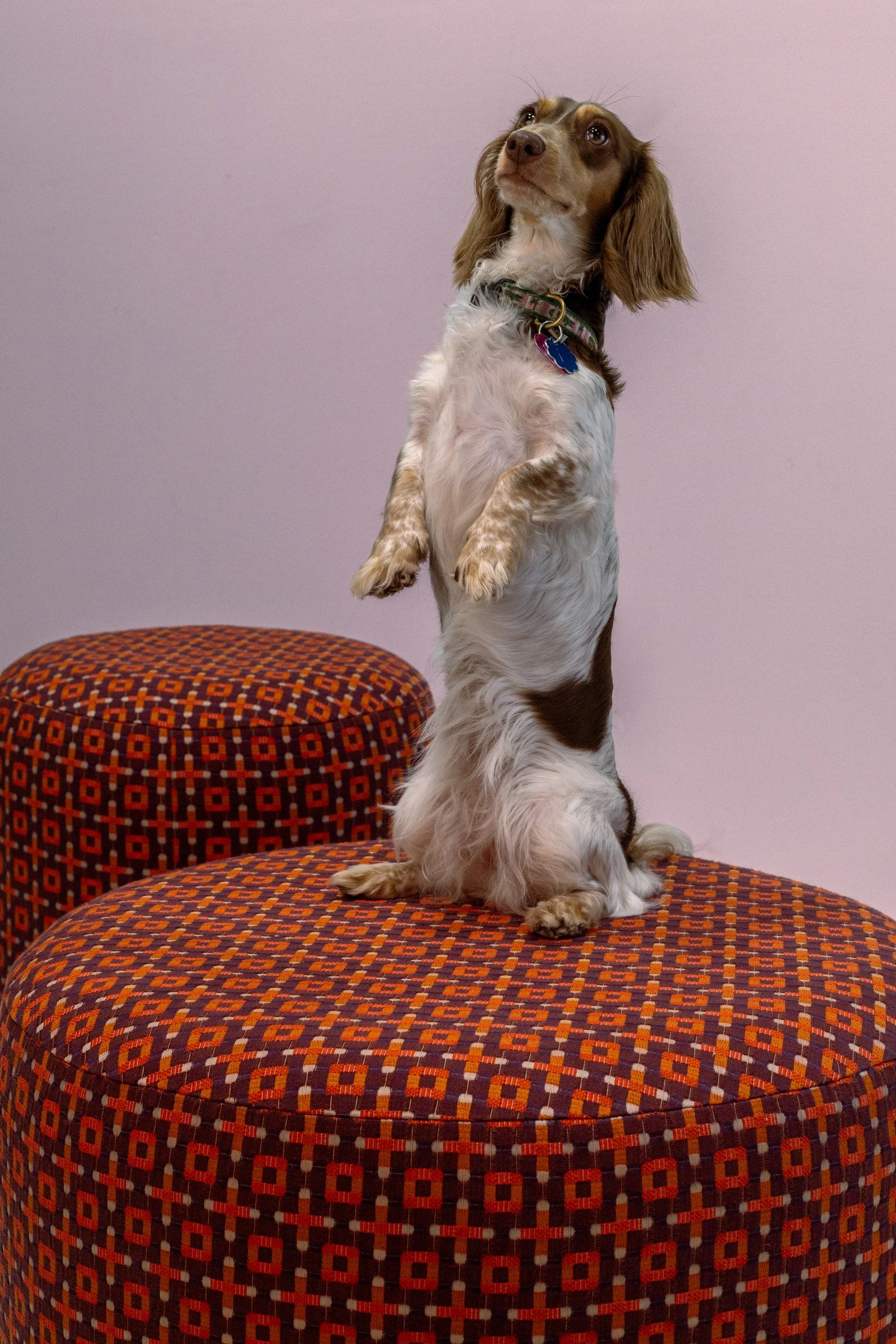 DogDay-Mocha3.jpg