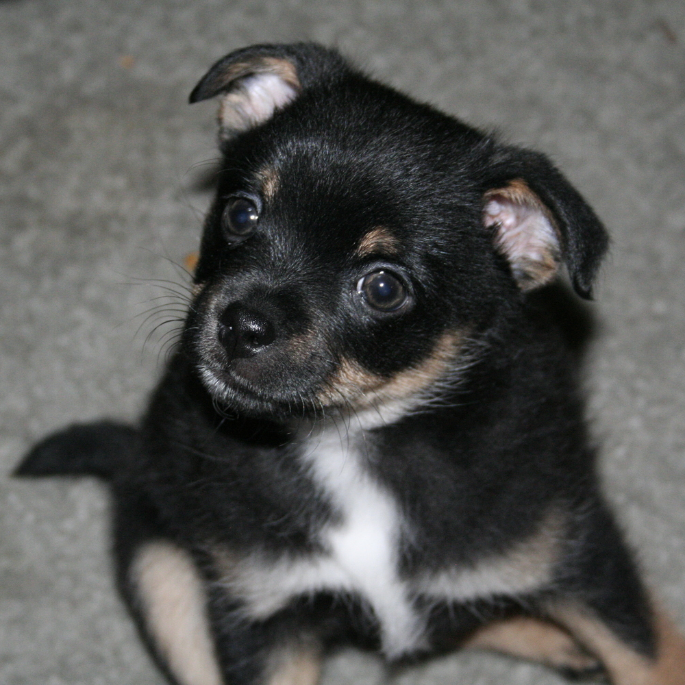fur baby #3: bigby