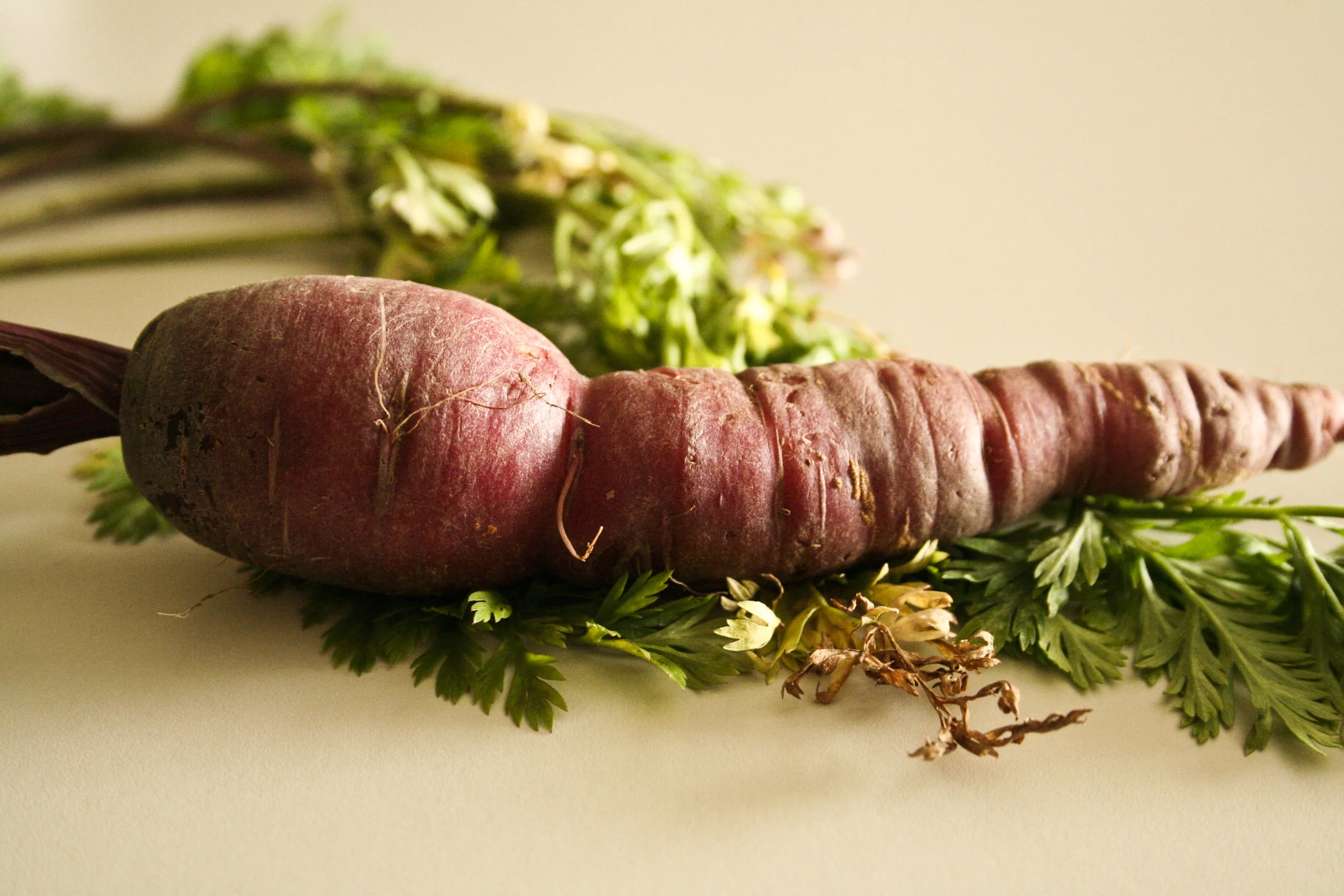 32: A MYSTERIOUS RADISH SHOWED UP IN THE BREAK ROOM AT WORK. IT JUST SAT THERE, WILTING, ALL DAY. NO ONE I SPOKE WITH KNEW WHERE IT CAME FROM OR WHY IT WAS THERE.