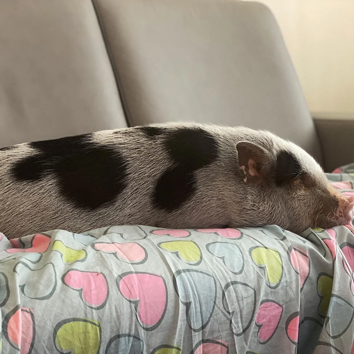 Pablo approves of our new couch