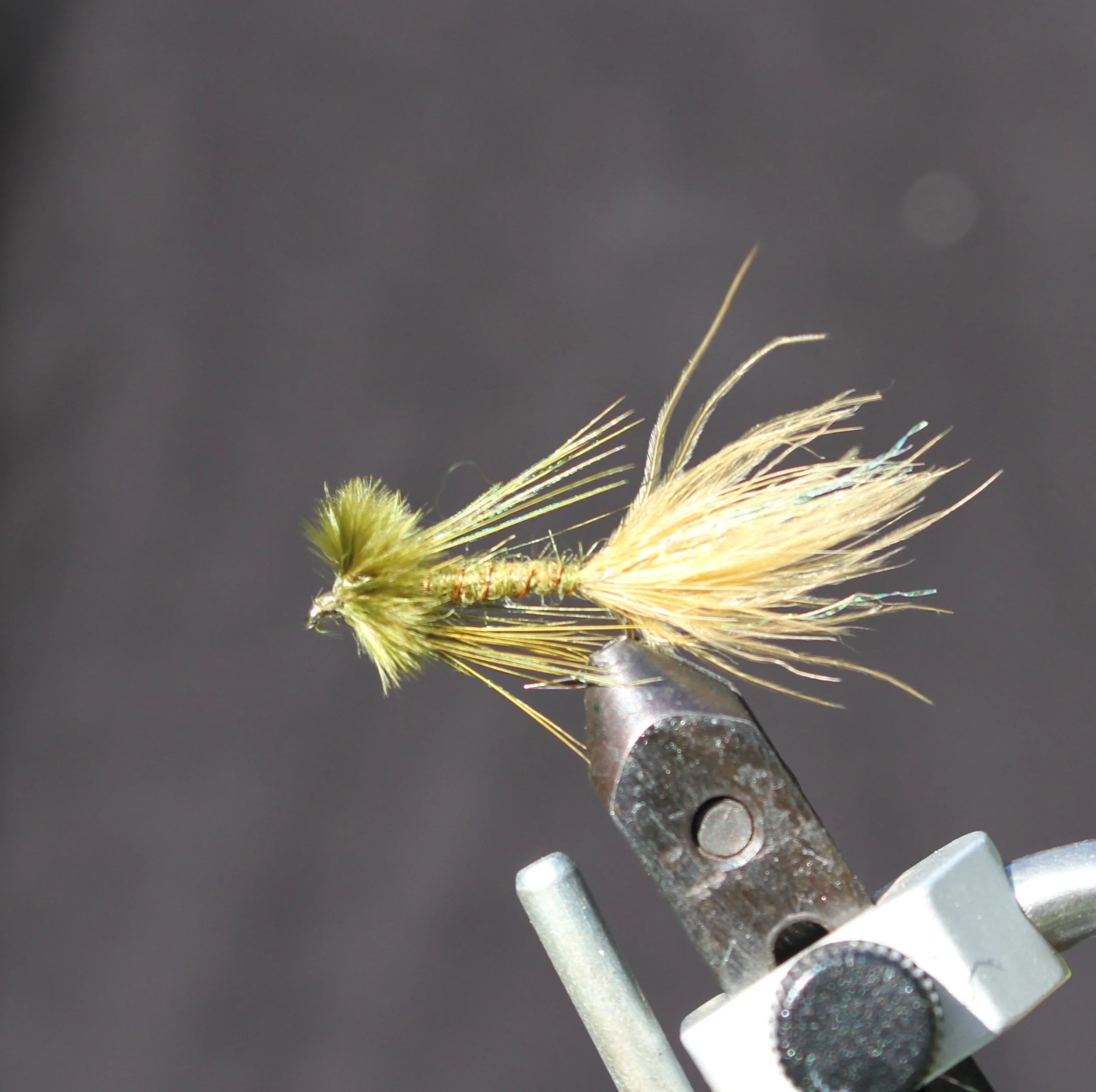 Carey Bugger Olv.JPG