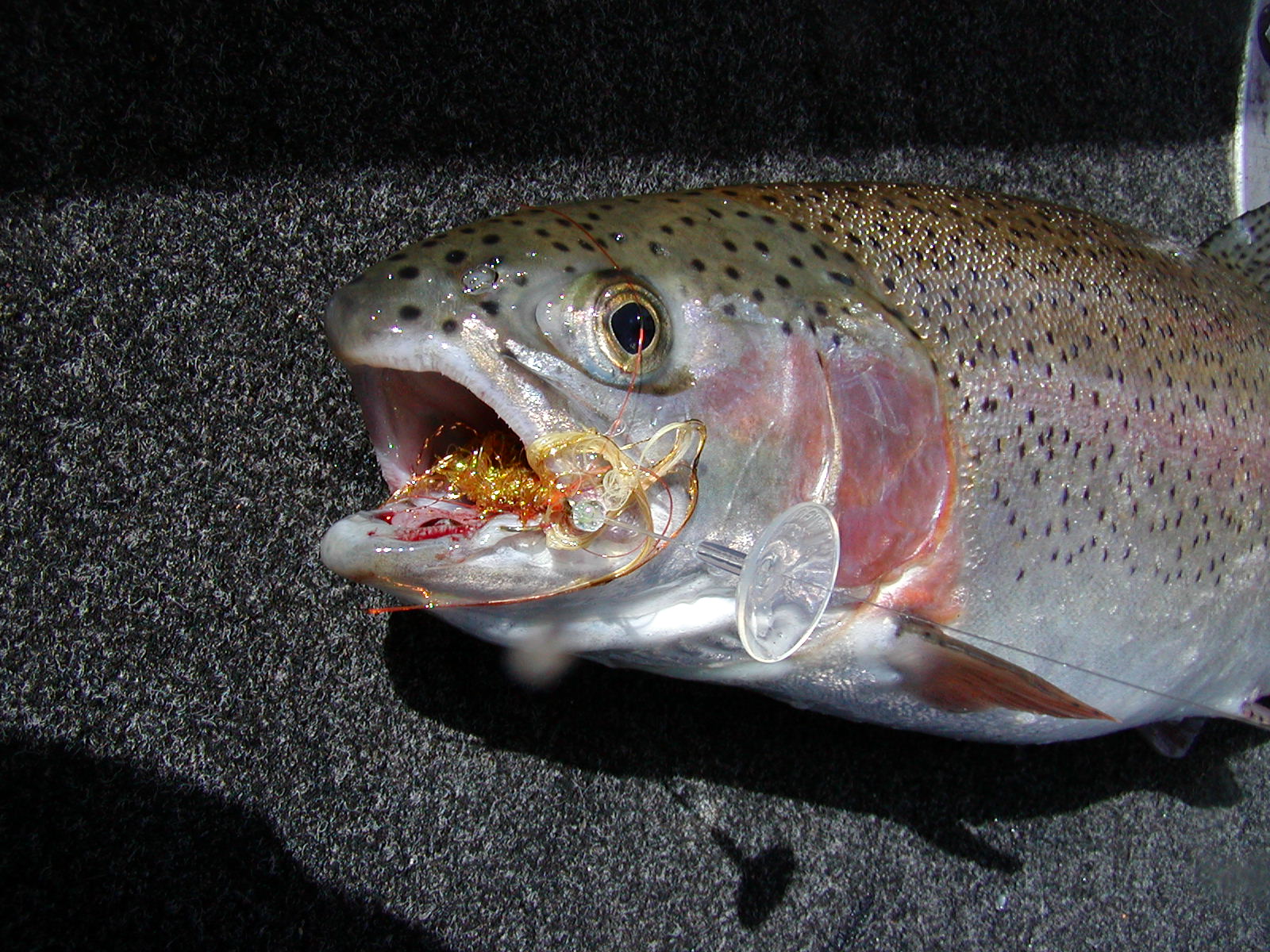 Gold fly rainbow disc II.JPG