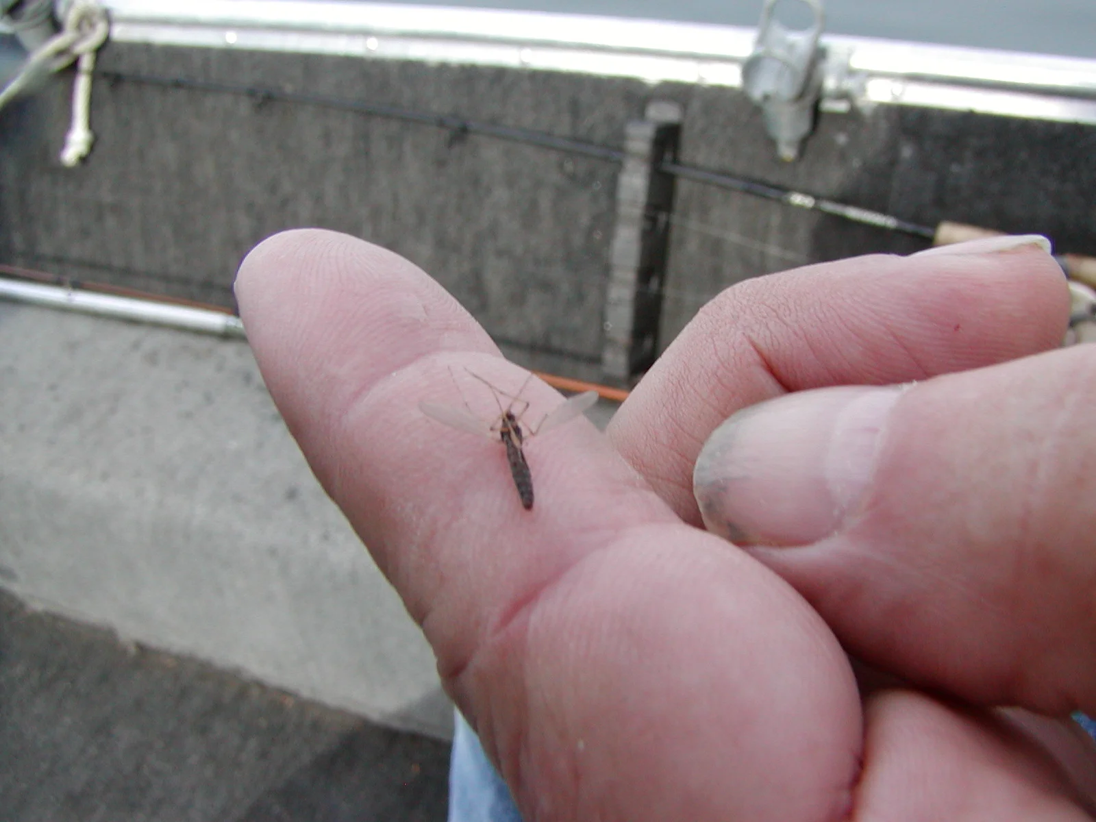 Midge on finger closer.JPG