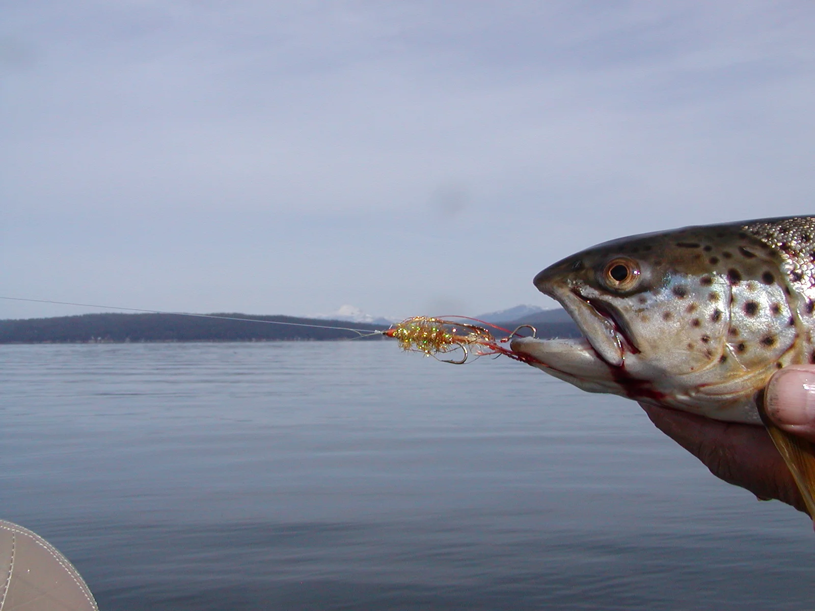 Brown gold fly Mt lassen.JPG