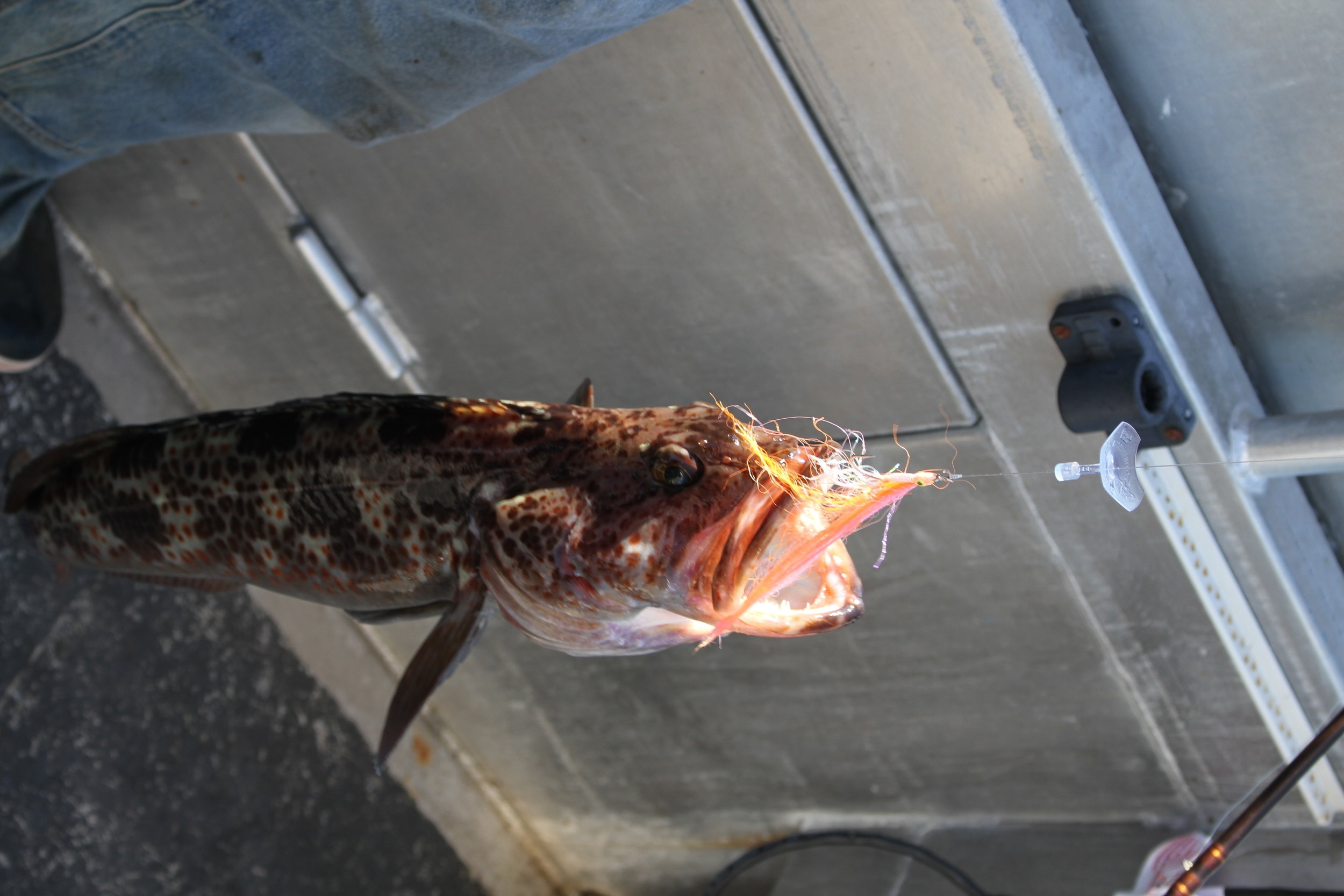 Ling cod caught trolling