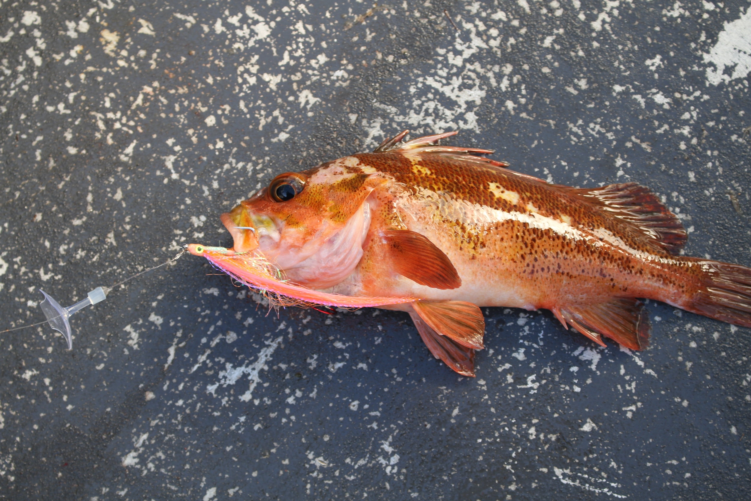  This fish and fly are about the same color. 