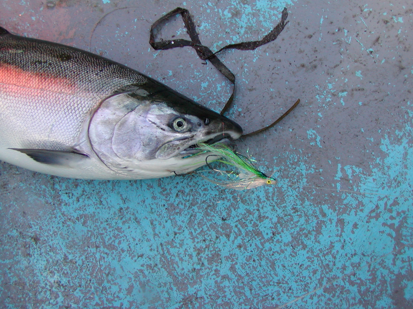 Coho green tube fly II.JPG