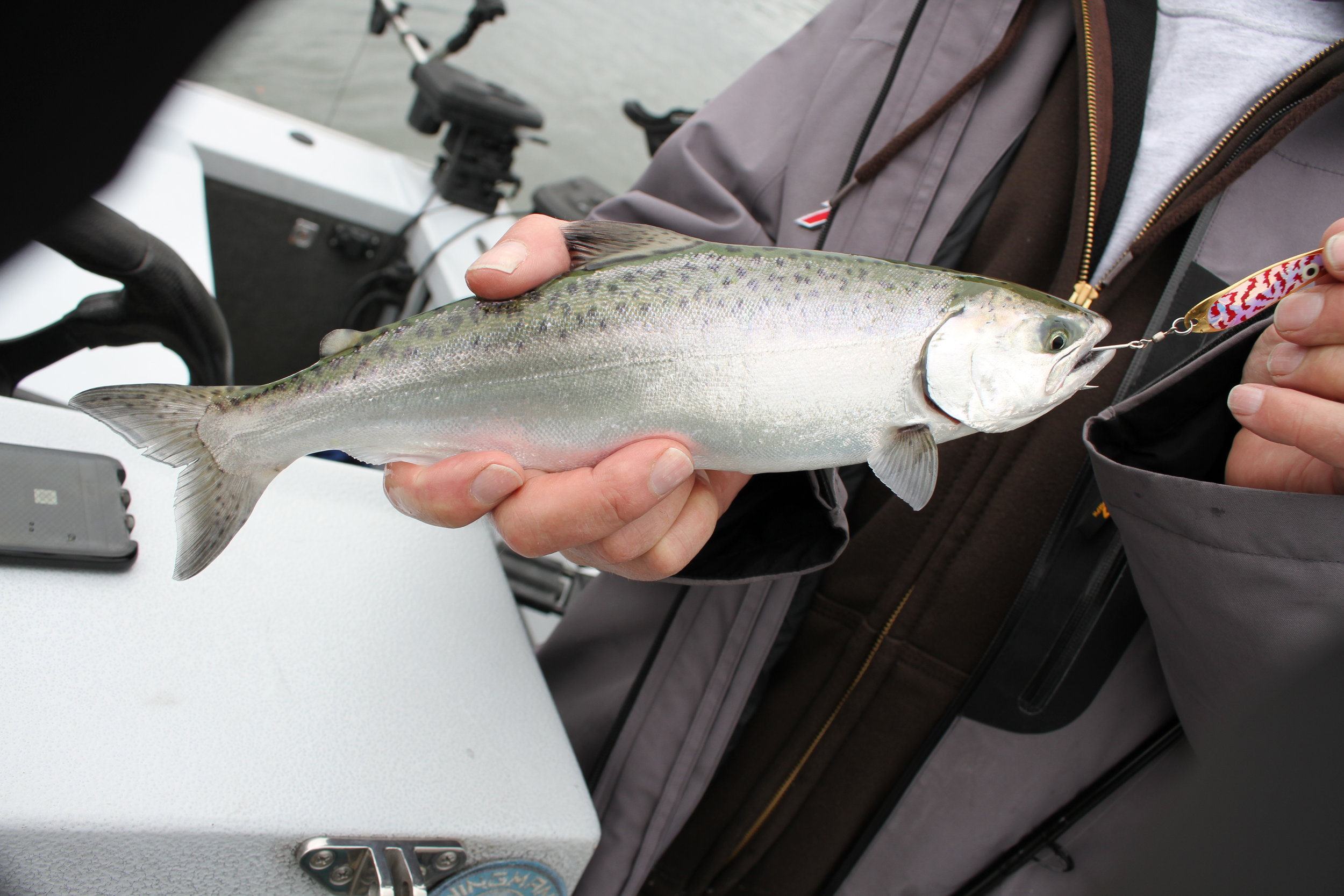 13' Chinook Salmon