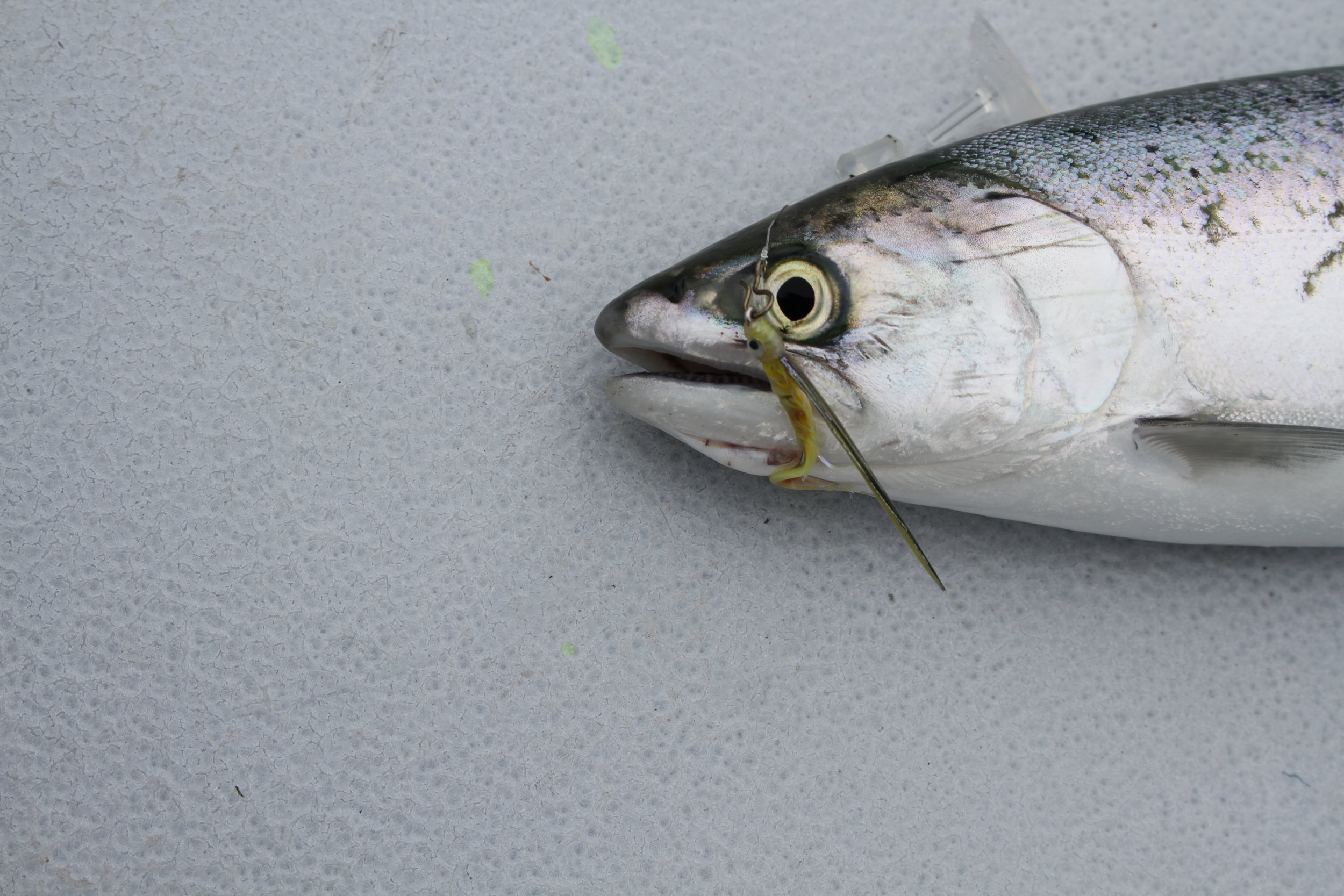 Salmon with dyed fly