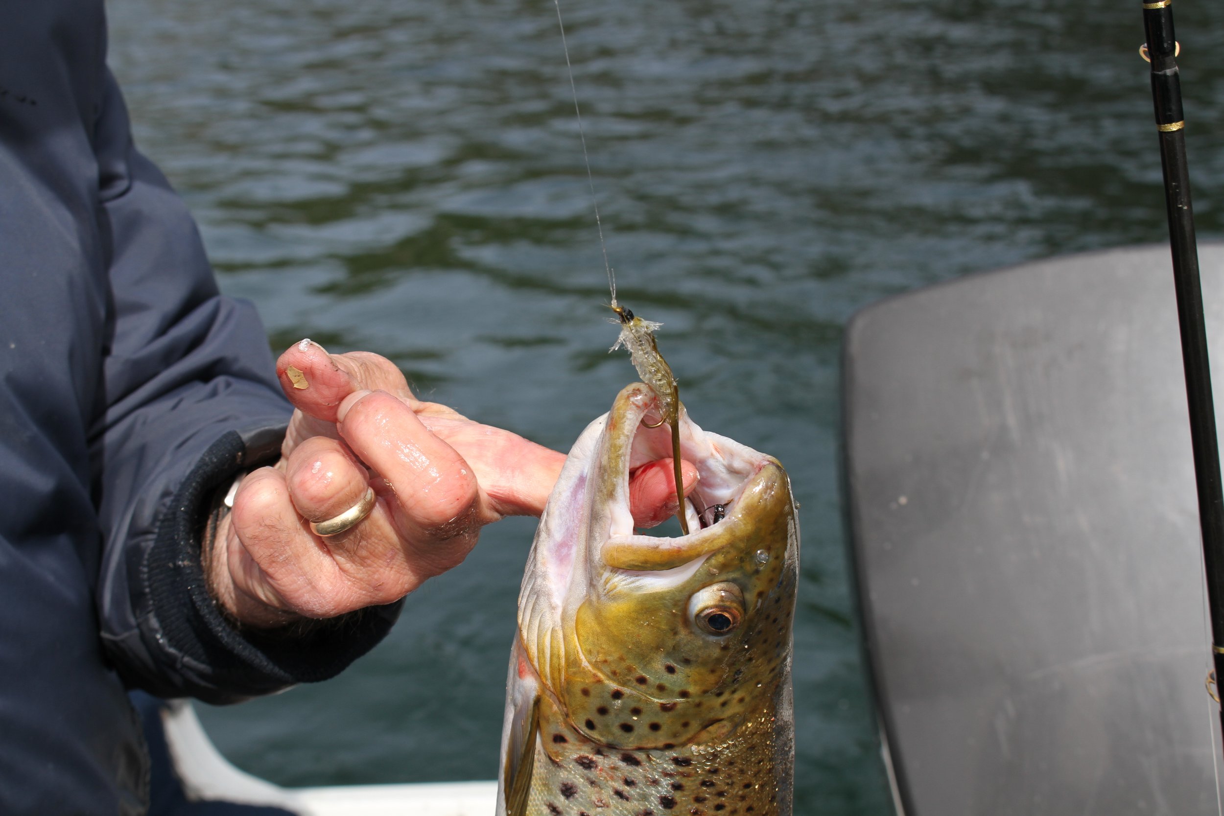 Brown with Tui Chub.