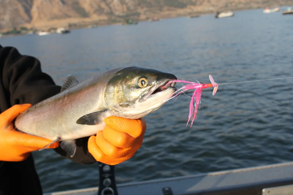 blue shimano rod Shimano SLX A Casting Rod - SLXCX75MHA - 7'5"