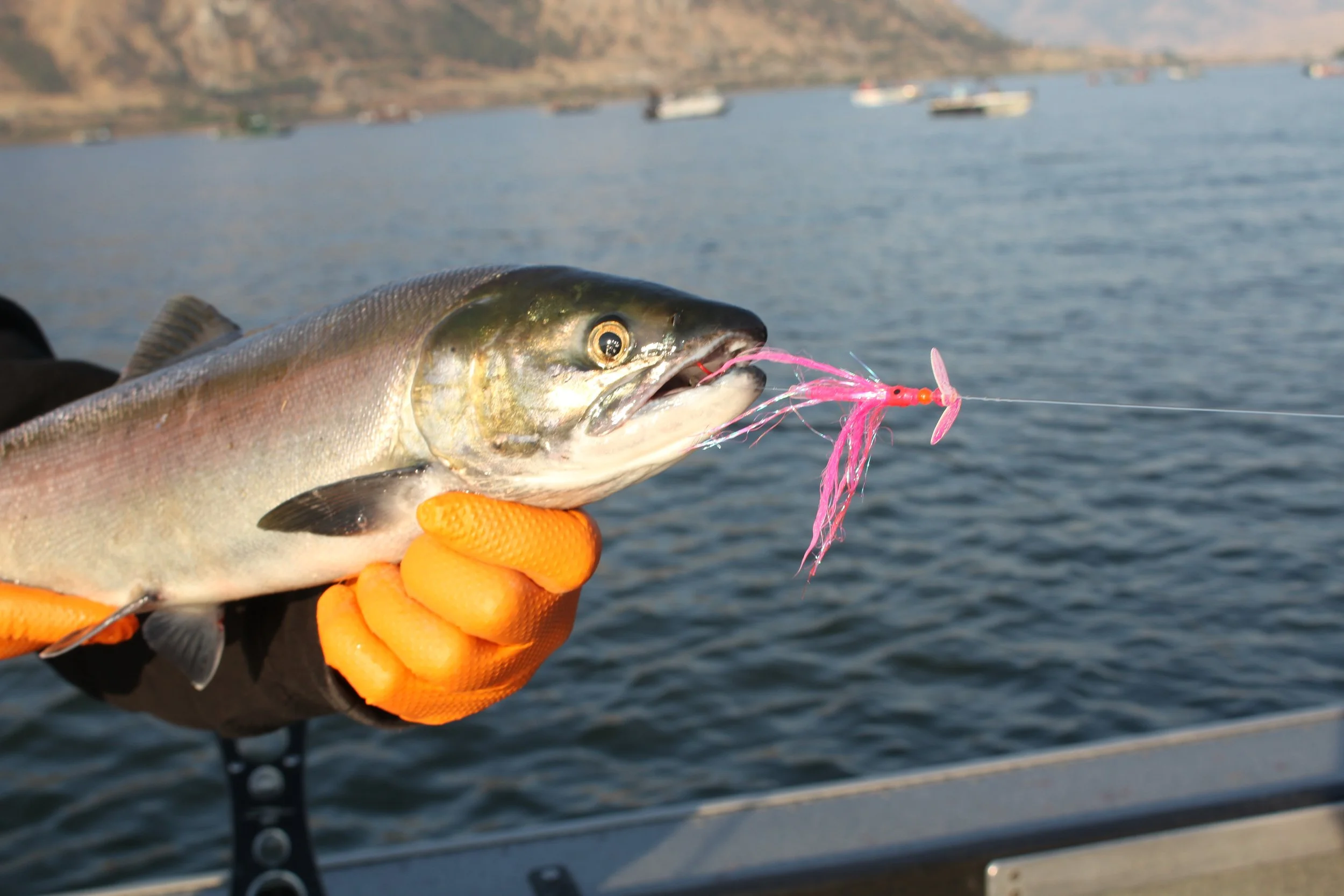 Sockeye in the Brewster Pool, WA. — TrollingFlies.com