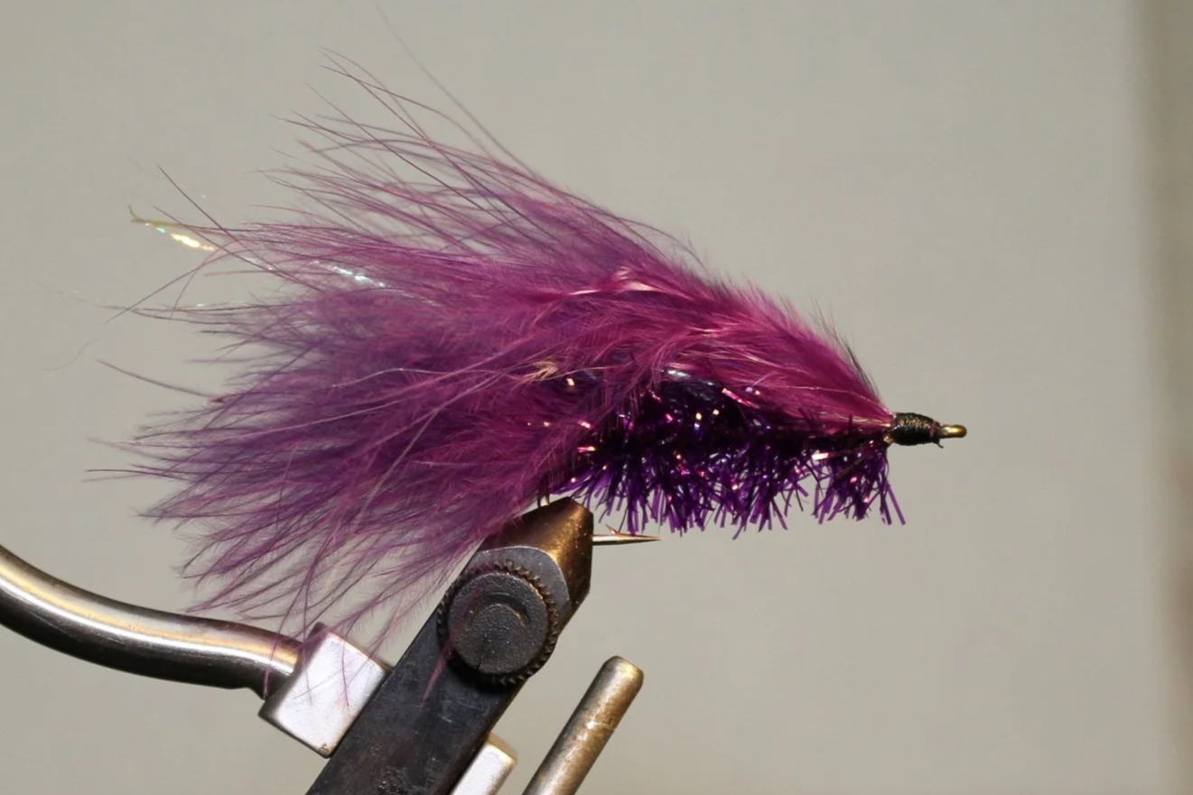 Purple Jay Fair #4