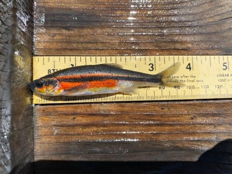 Redside spawning colors.JPG