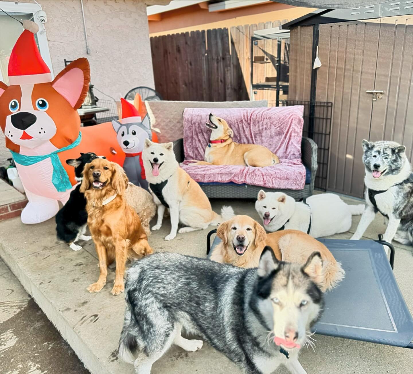 It&rsquo;s been a wonderful year thanks to all who support us ❤️ And of course we&rsquo;re glad to spend this holiday with these cuties 🎄🐾 Have a wonderful Christmas everyone 🤗