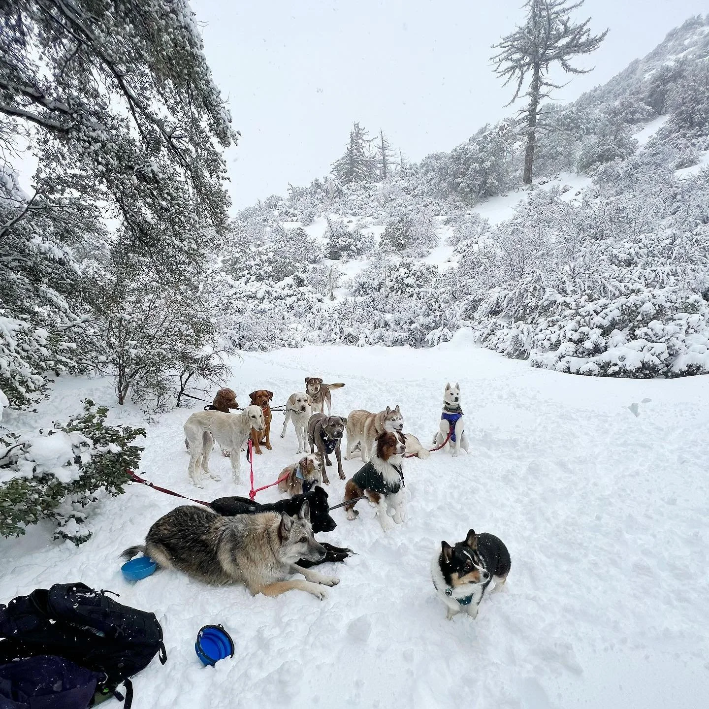 Happy National Puppy Day from our pack 💙 We just had a beautiful snow hike today ❄️