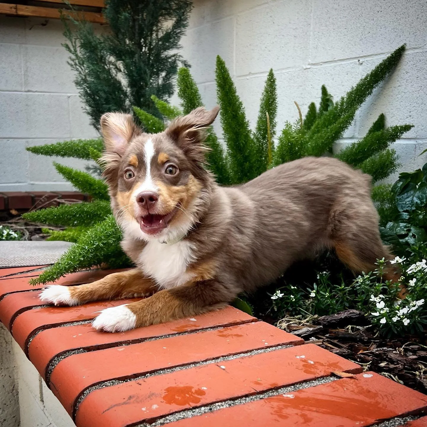 Our newest client🐾 Welcome Maui 😊❤️