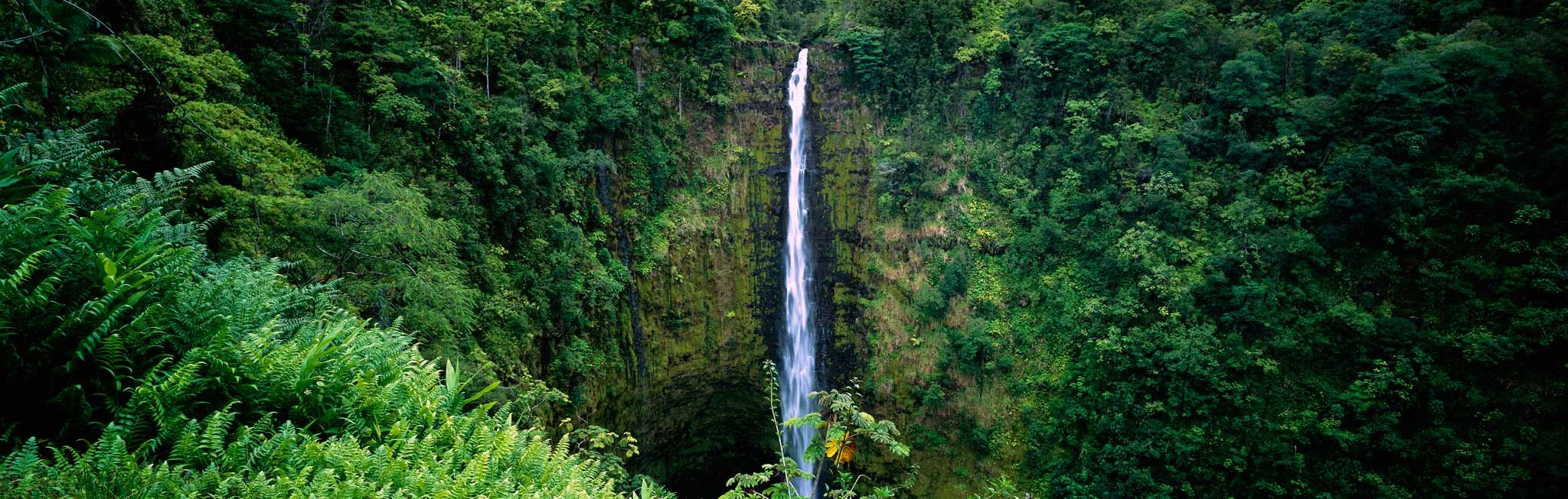 Akaka Falls : Big Island 