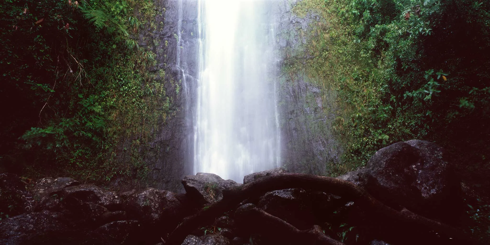 Manoa Falls after February rain : Oahu