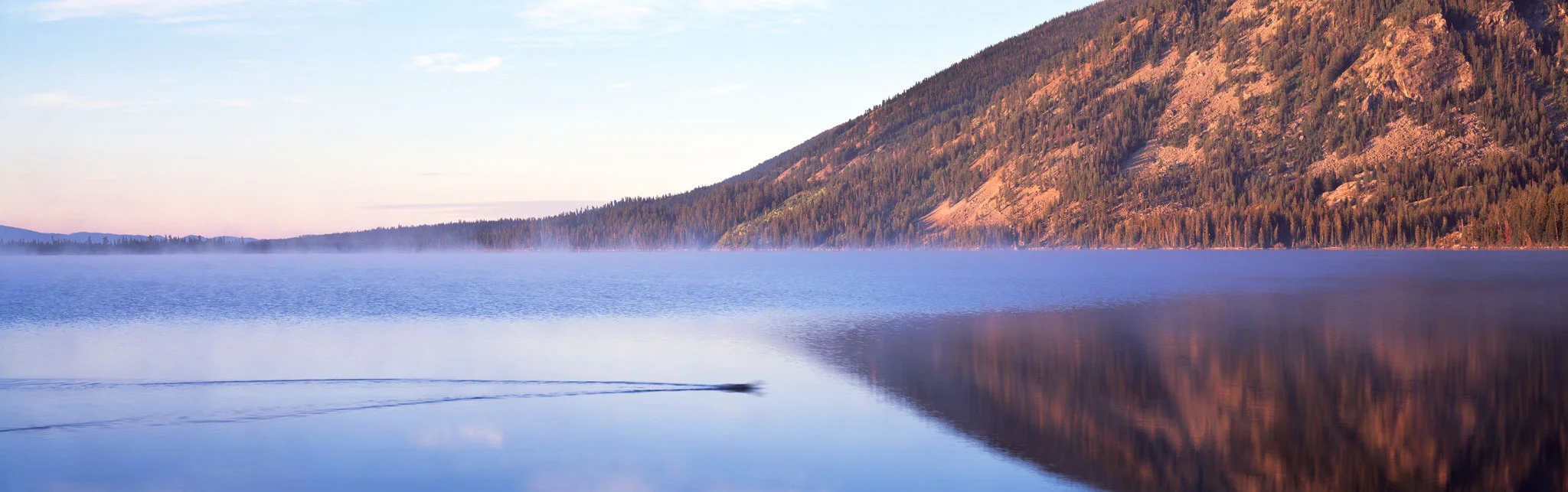 Swimming duck : Wyoming 