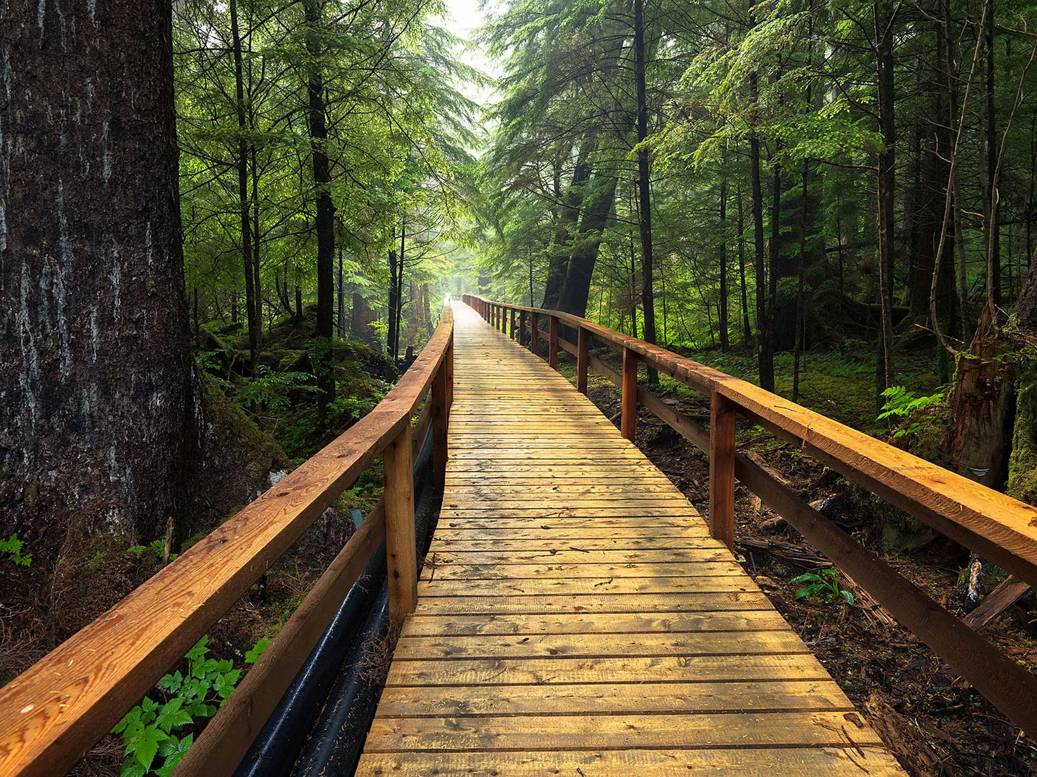 Walkway in the forrest : Alaska 