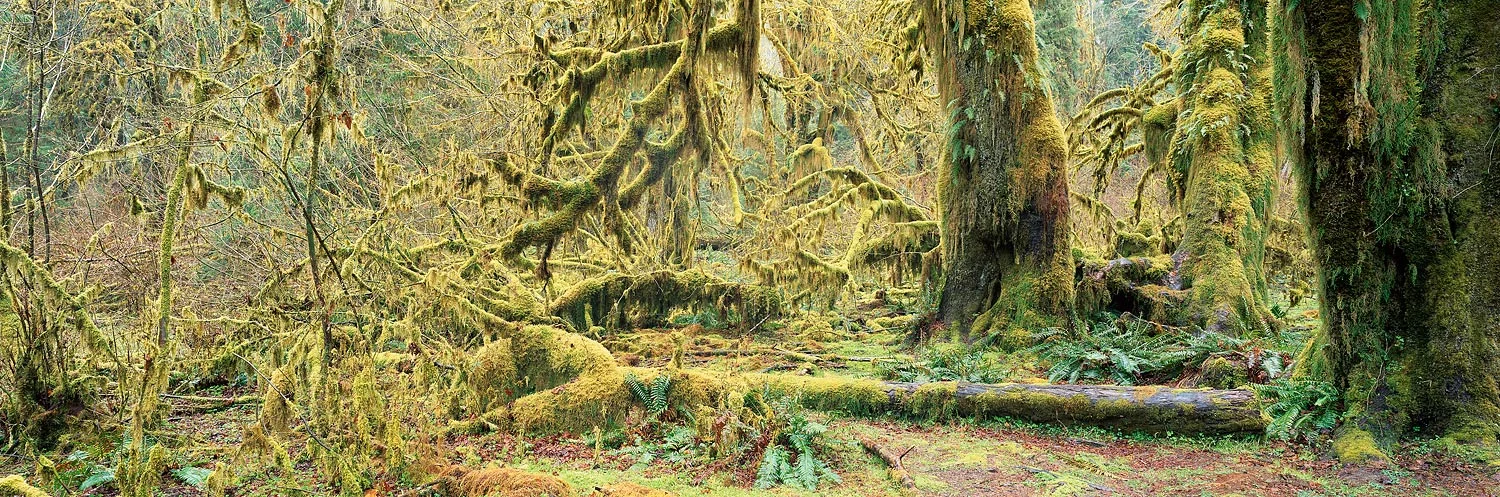 Mossy trees in the Hoh Rainforest : Washington 