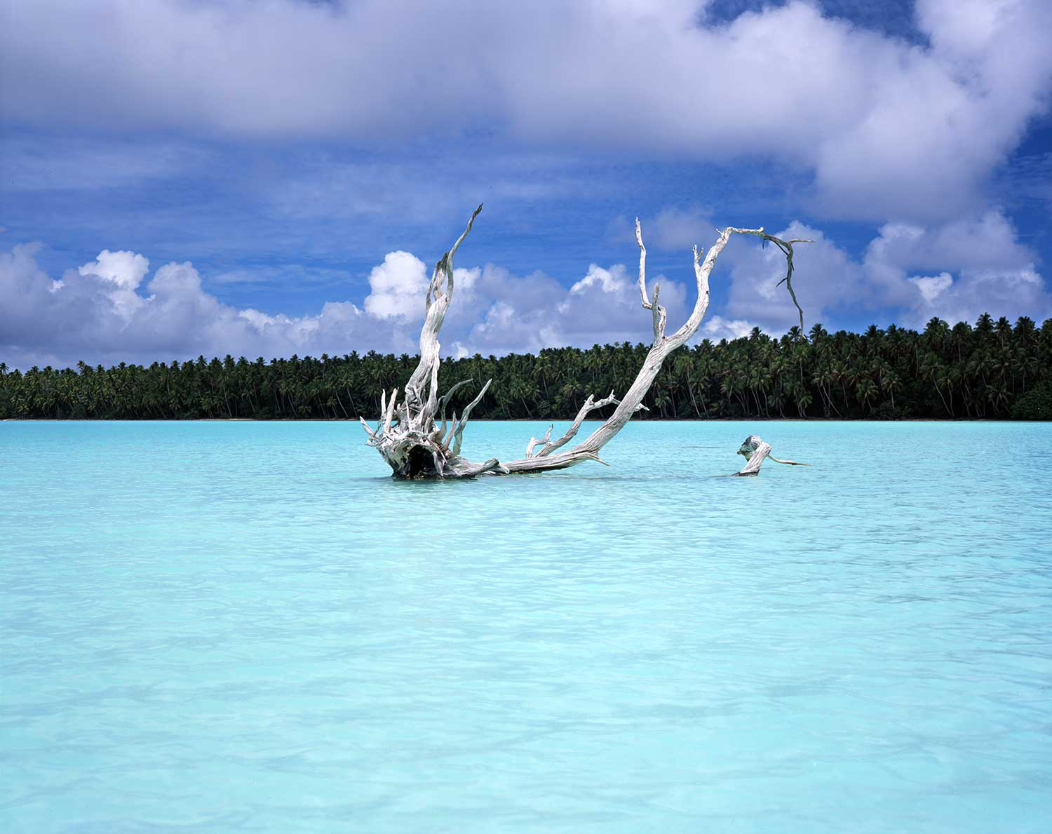 Distressed Tree : Tahiti 