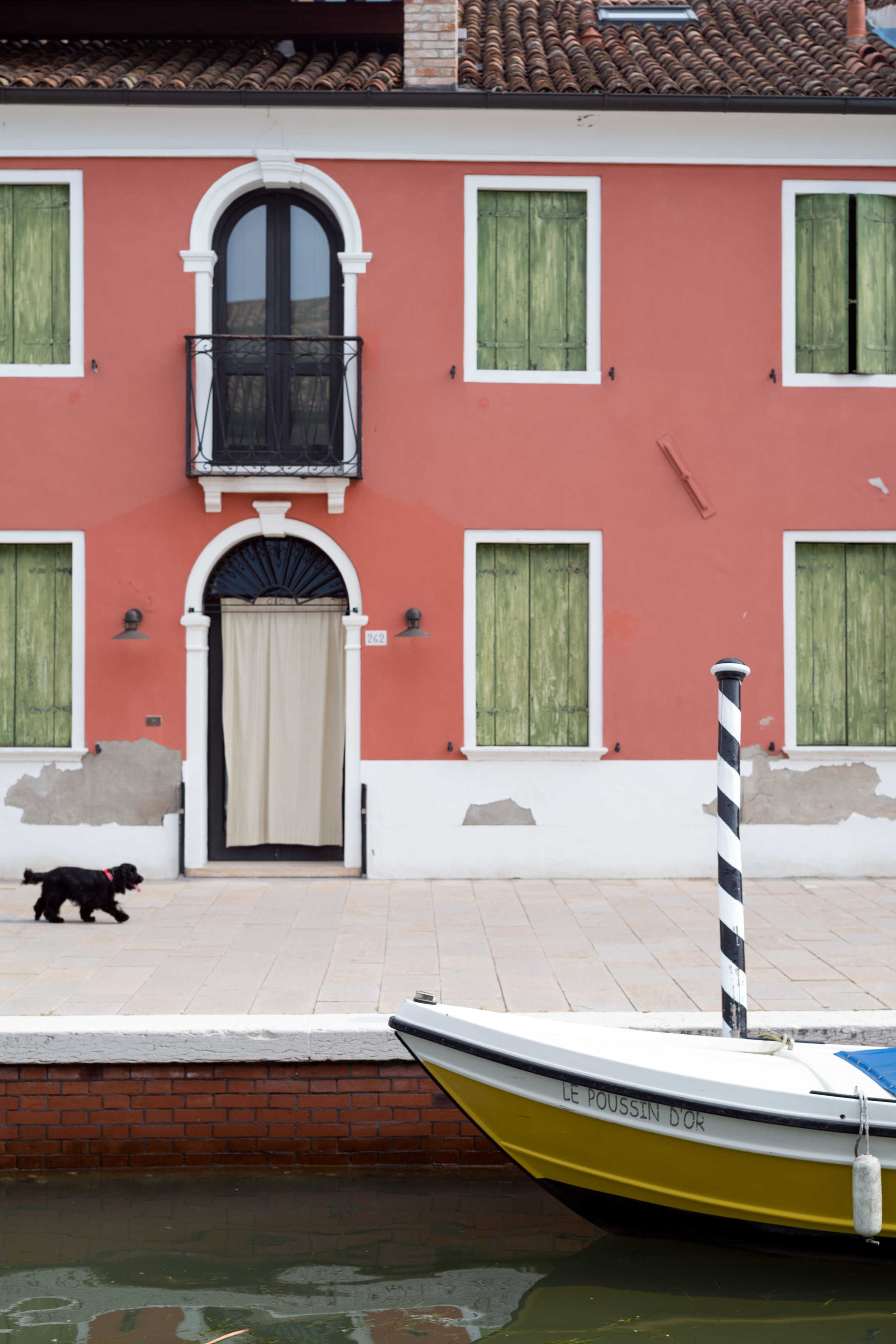   Dog wandering the streets    Leica M10 1/1000s F2 ISO100  