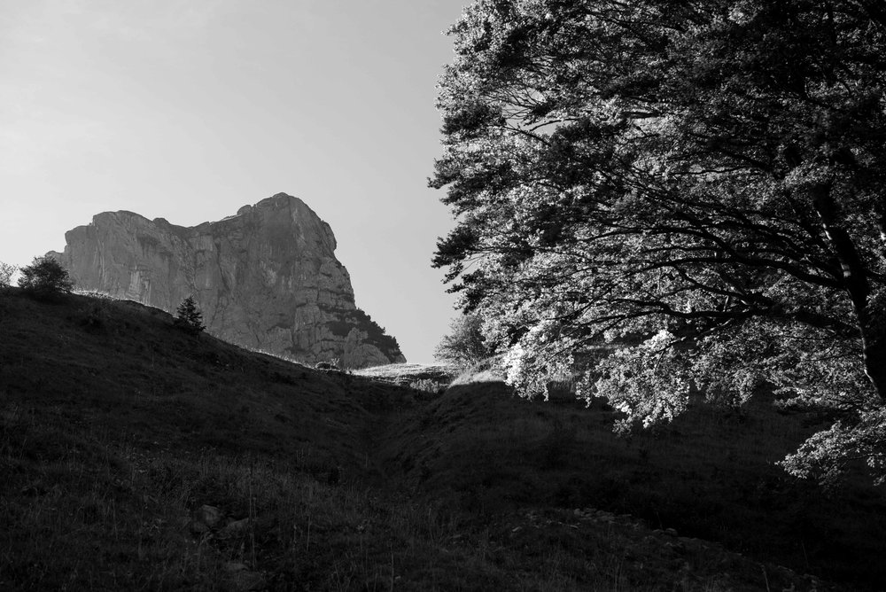   Backlit trees on Alp Weid    Leica Monochrom 1/350s F13 ISO800  