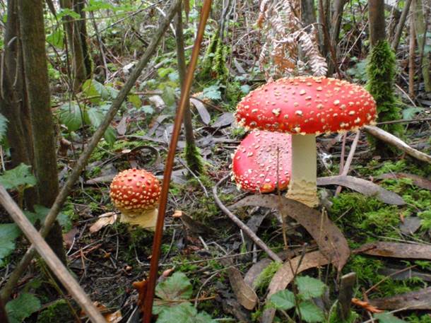 Kayak Tours for Mendocino Mushroom Festival.