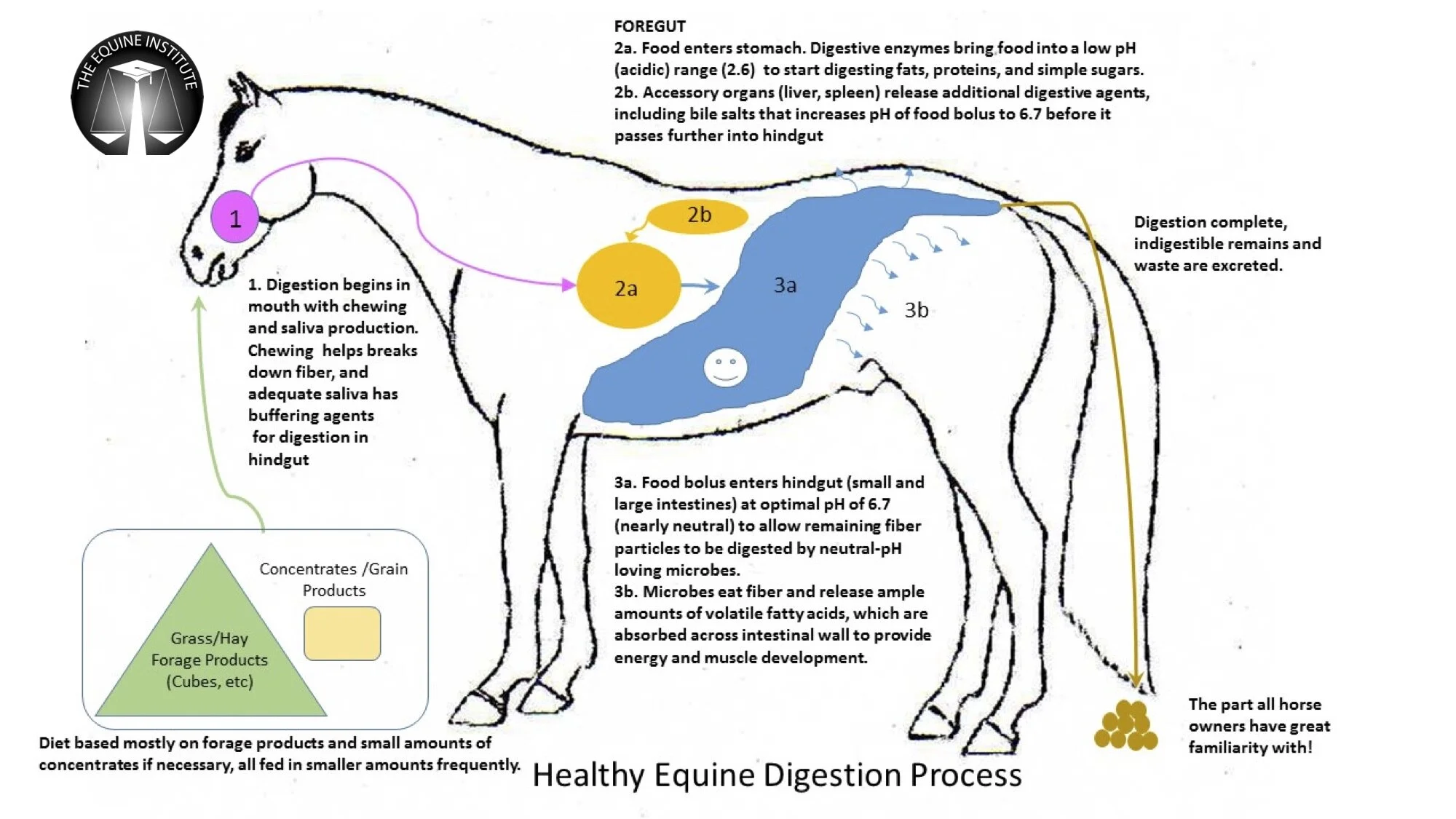 Horse Health Resources — The Equine Institute