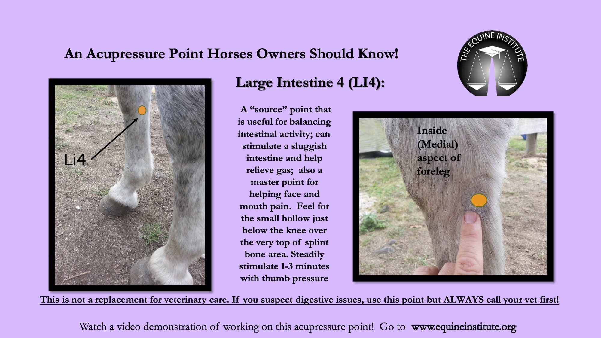 Horse Health Resources — The Equine Institute