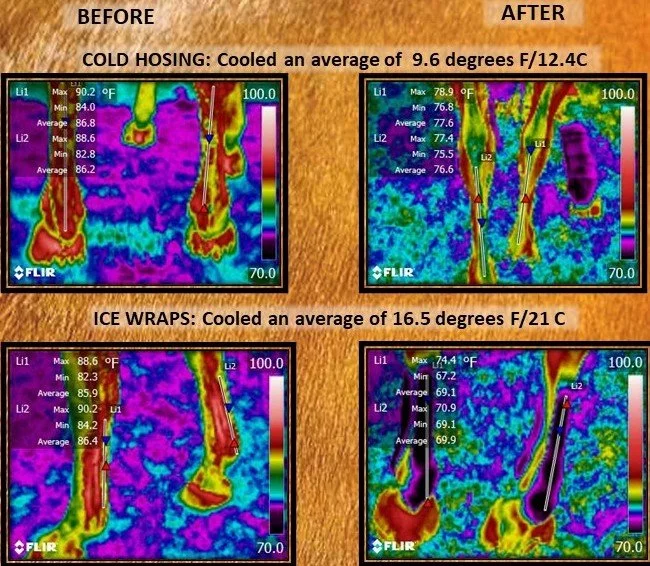 Horse Health Resources — The Equine Institute