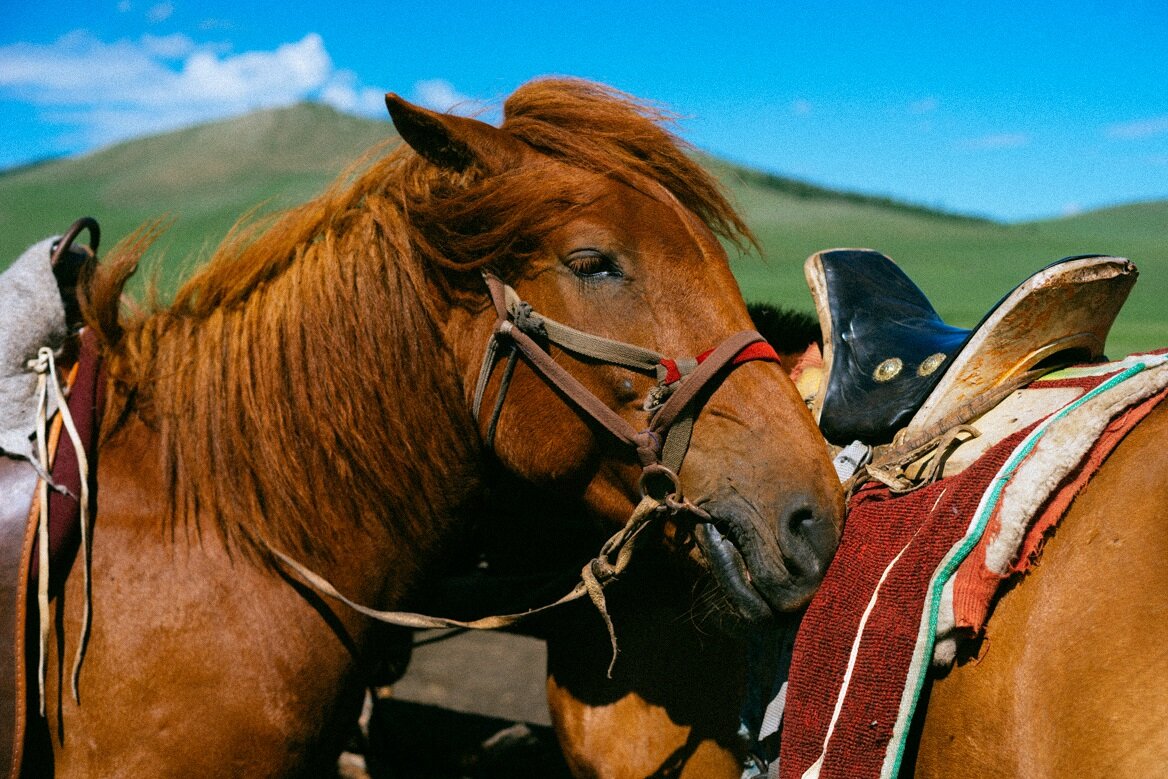 horses-of-mongolia-2018_45100283274_o.jpg