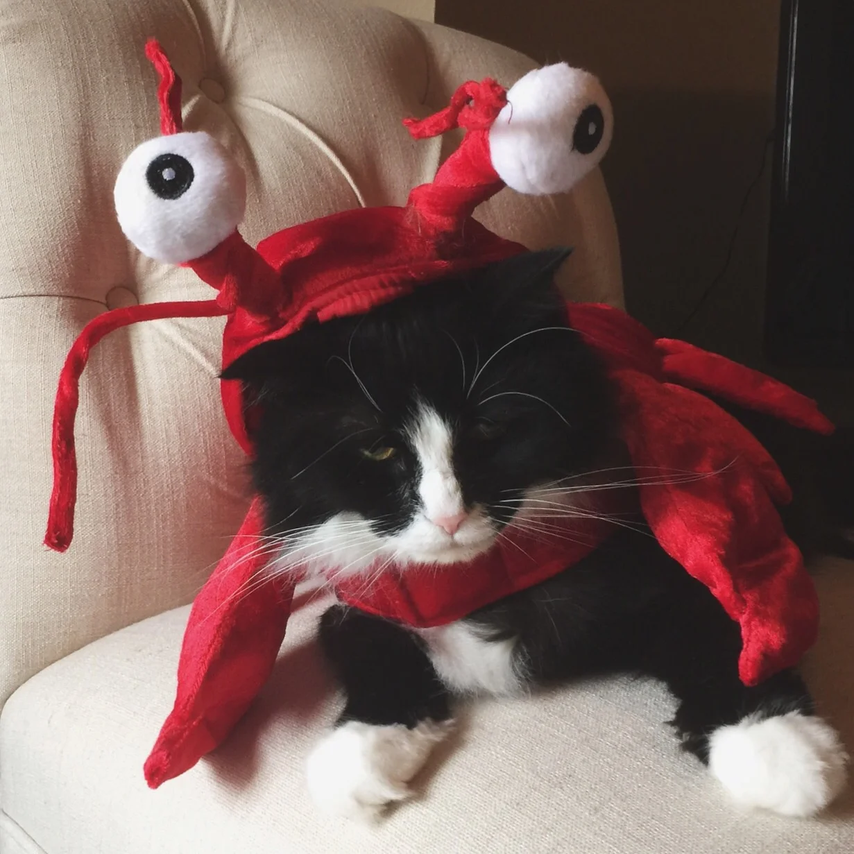 cat's and costumes...not such besties.
