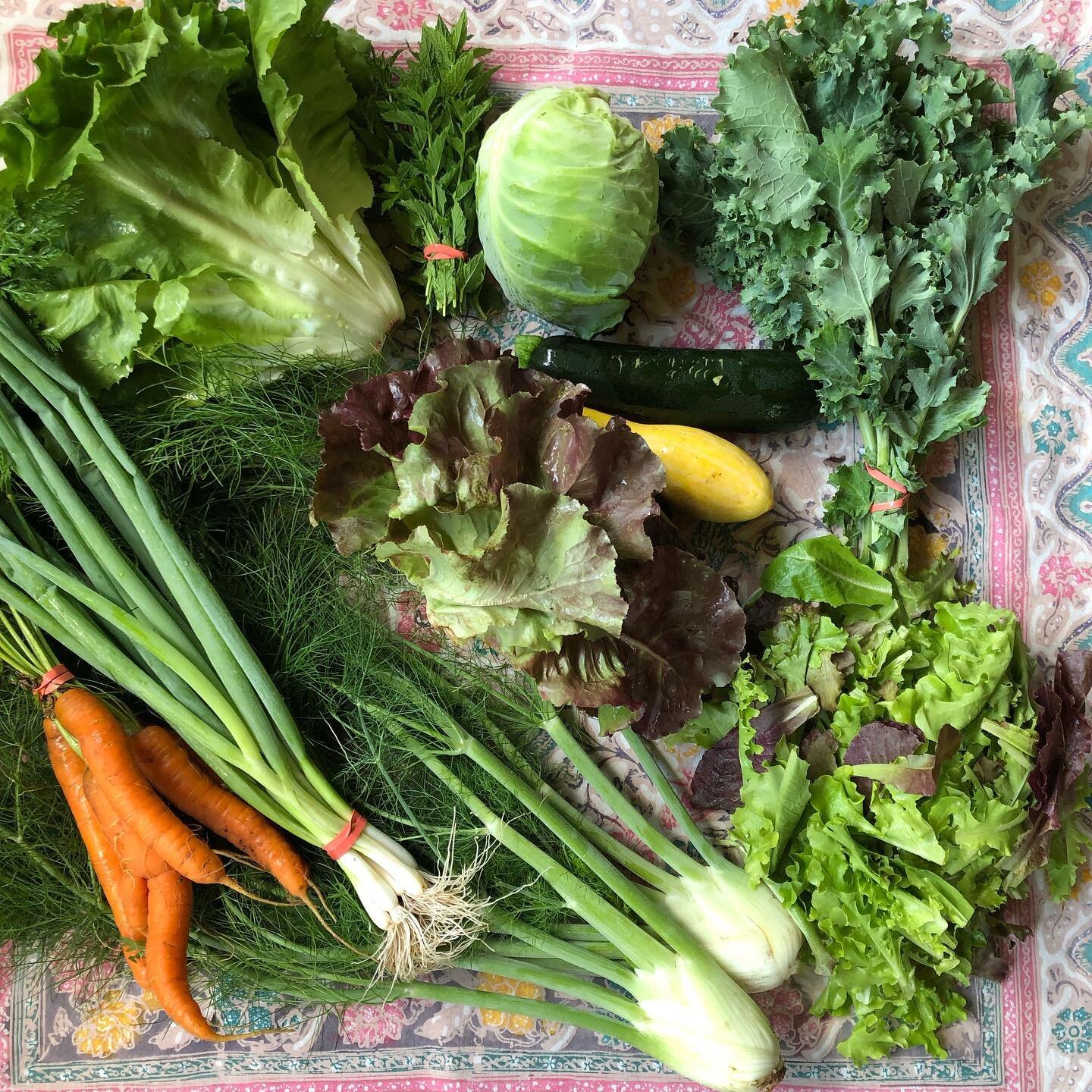 CSA Week 7. Escarole Cabbage Kale Scallions Head Lettuce Summer Squash Carrots Fennel Spring Mix and Mint. #tineandtoilfarm #pottstownpa #chestercountypa