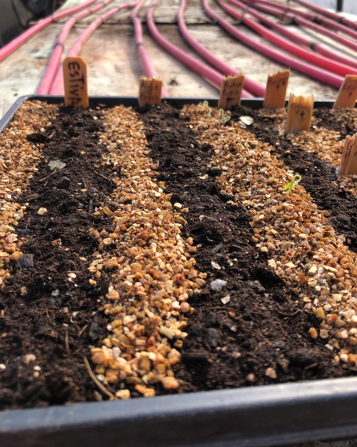 You have to start somewhere.  Tomatoes are germinating!! And CSA shares are available.